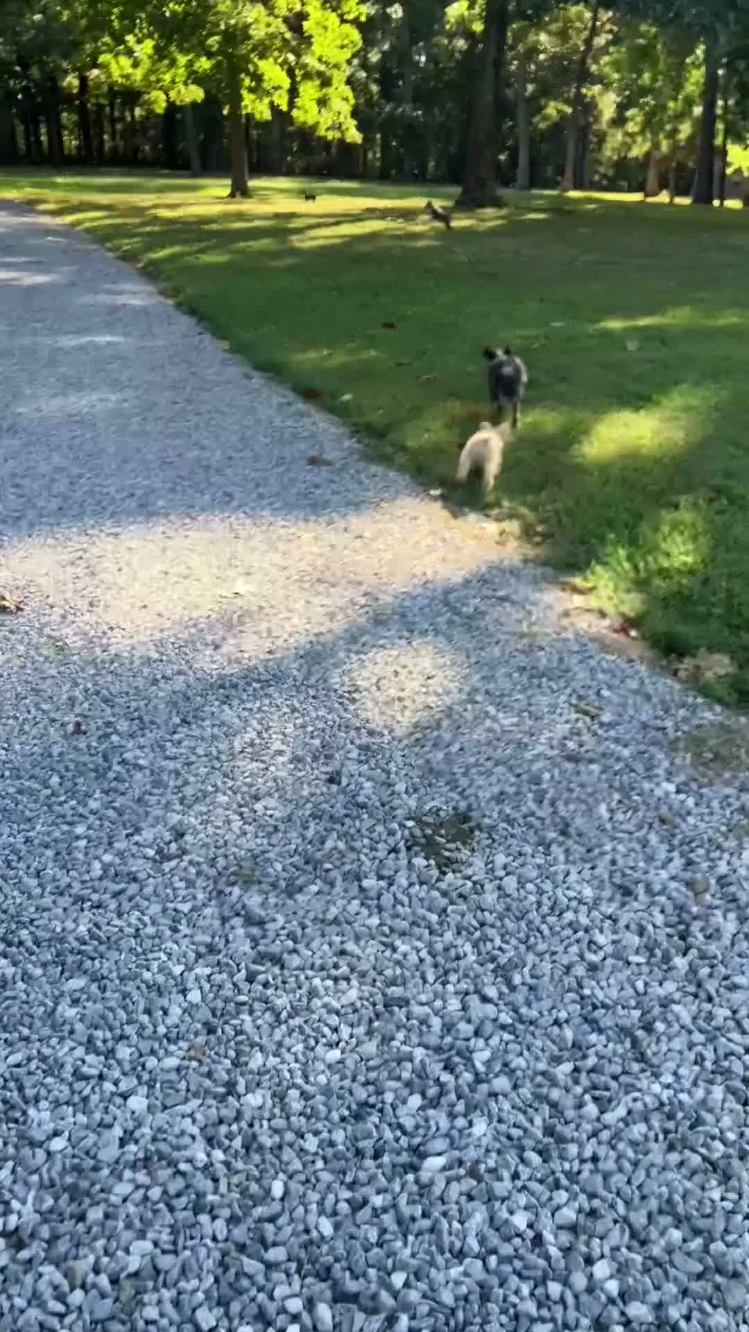 Miniature Schnauzer dogs for sale: Zoey - Video 2