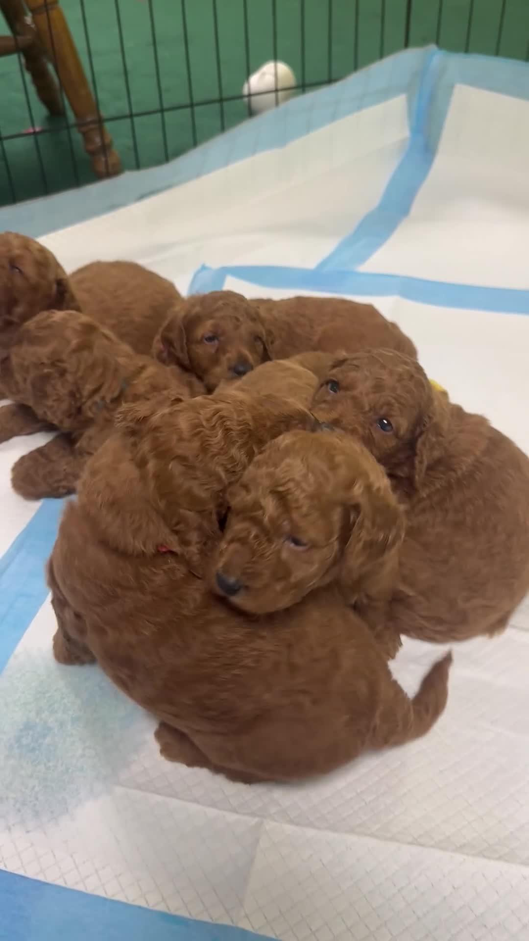 Mini Goldendoodle dogs for sale: Jeff - Video 1