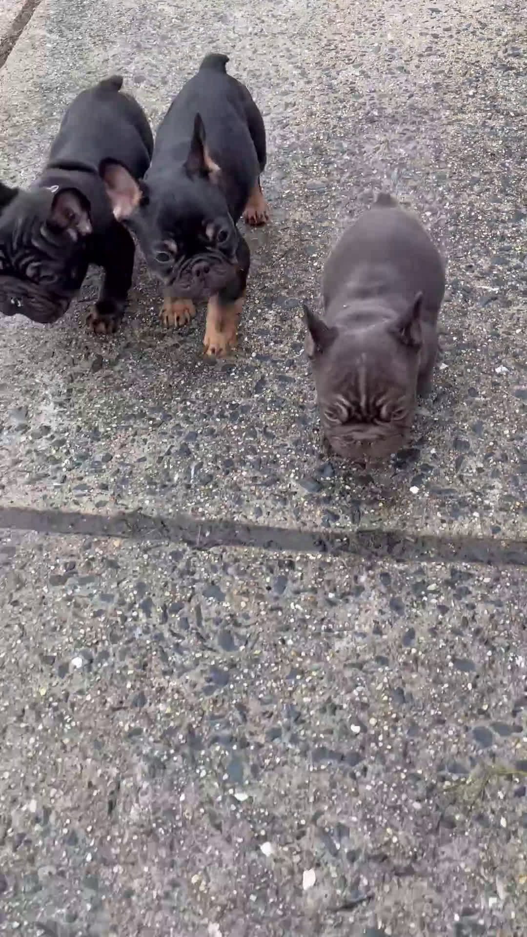 French Bulldog dogs for sale: Ruby - Video 1