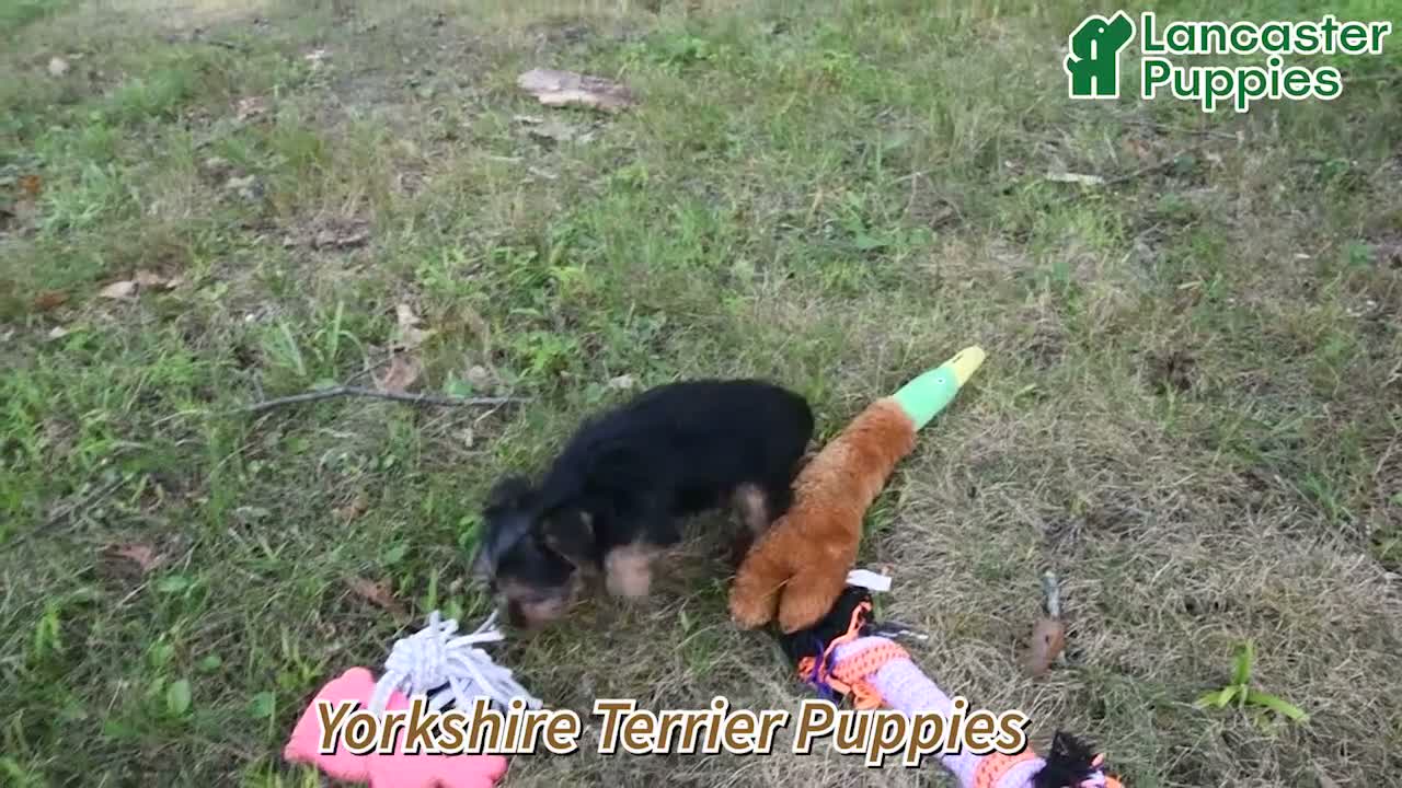 Yorkshire Terrier dogs for sale: Nacho - Video 1