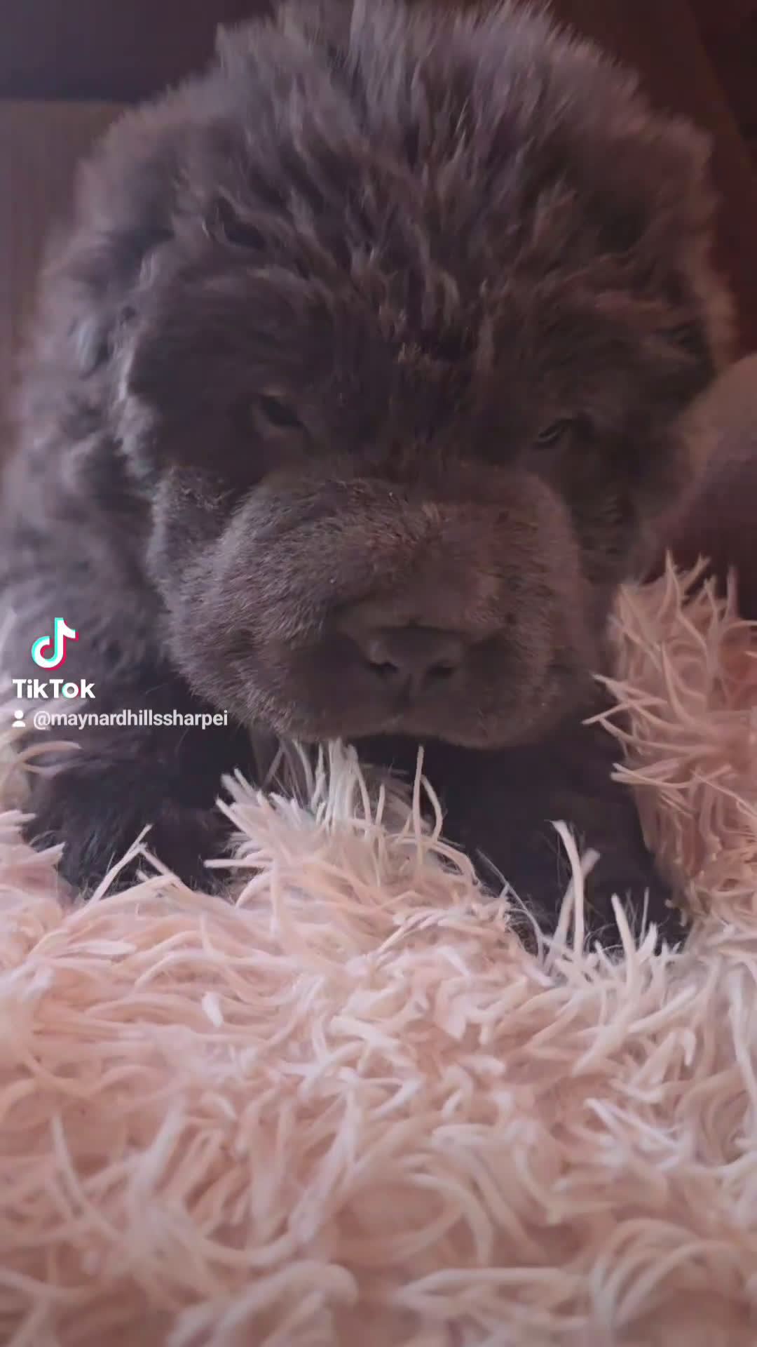 Shar Pei dogs for sale: Weston  - Video 1