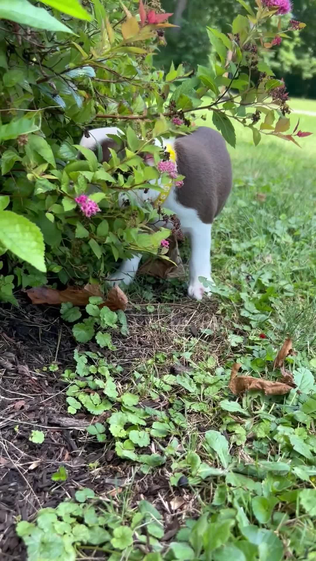Boston Terrier dogs for sale: ACE - boy - Video 1