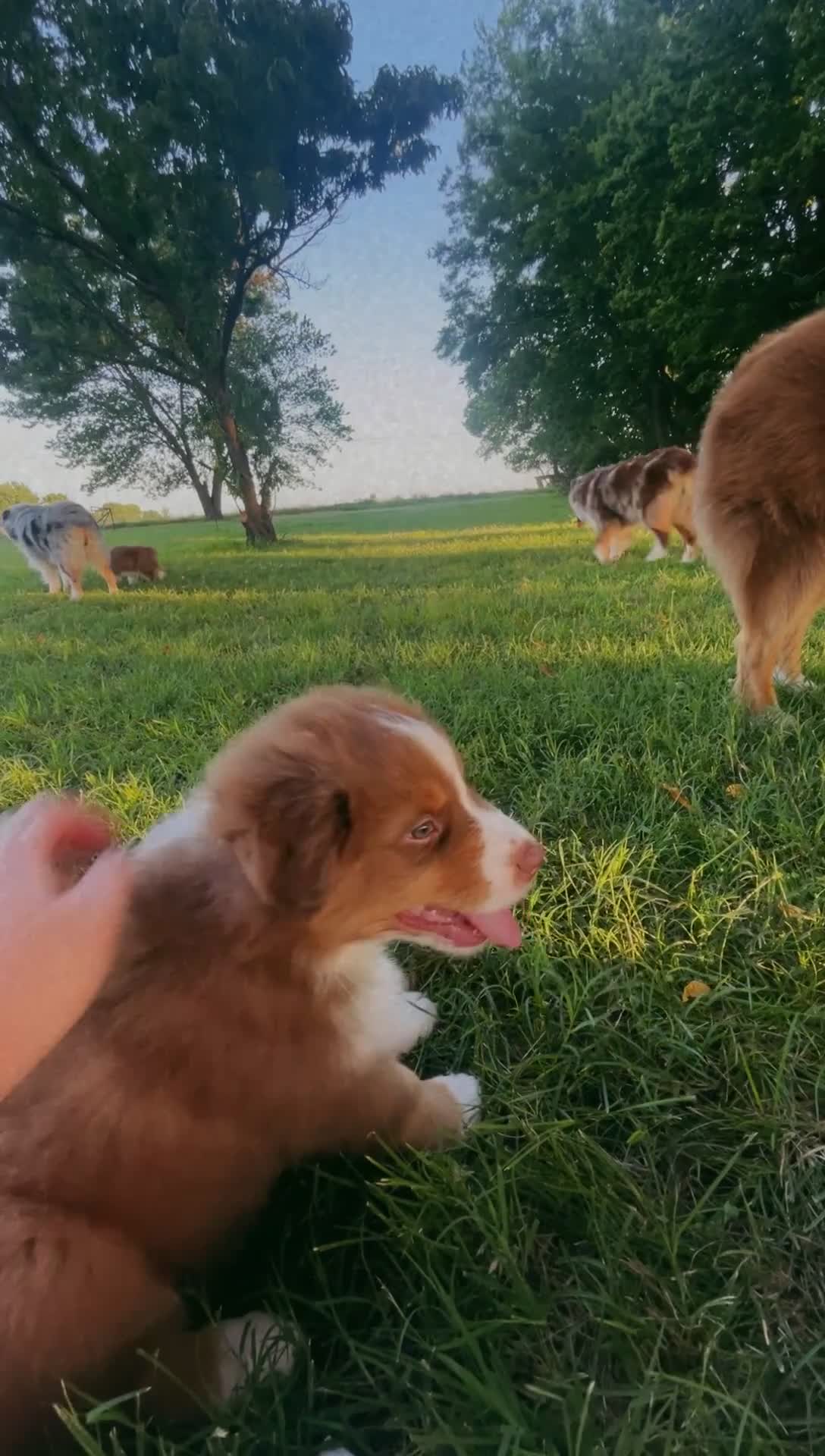 Australian Shepherd dogs for sale: “Riggs” Red Tri Male  - Video 2