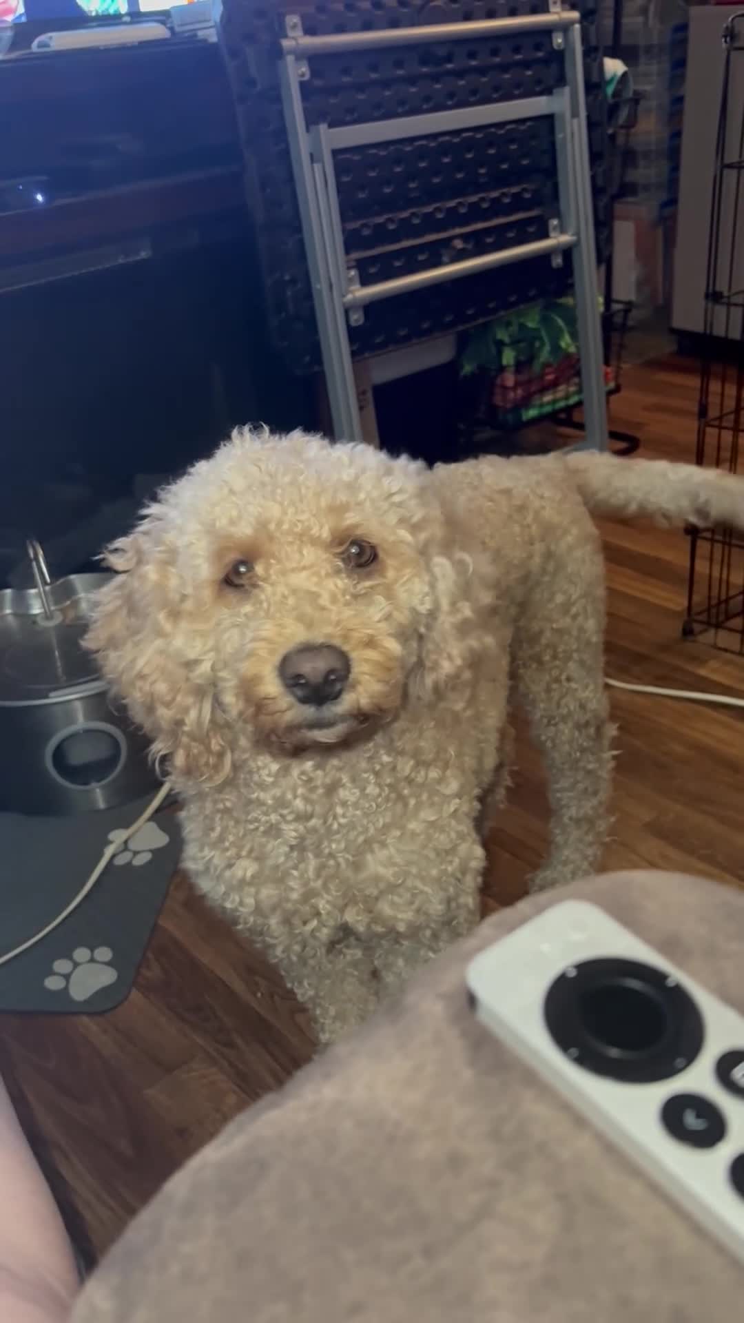 Goldendoodle dogs for sale: Fuchsia  - Video 1