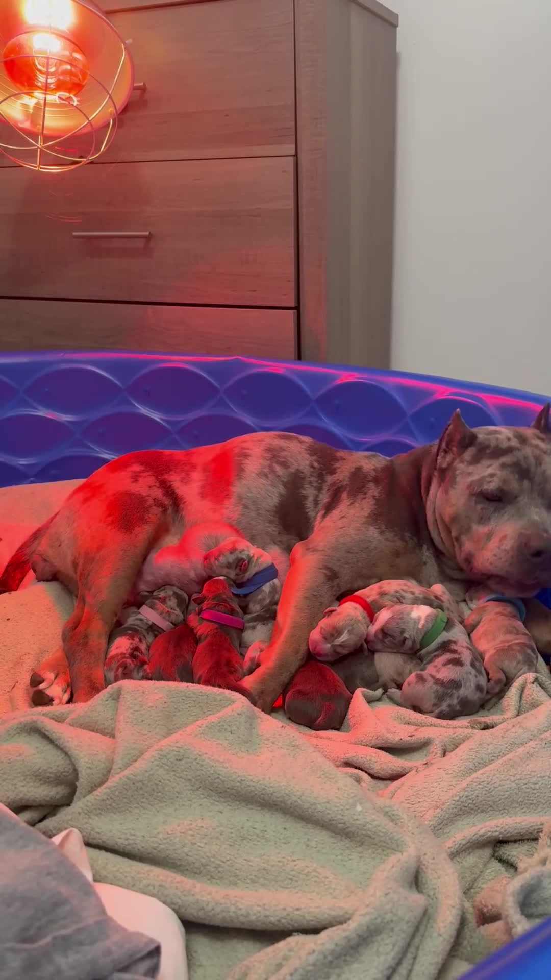 American Bully dogs for sale: Mia - XL American Bully Puppy  - Video 1