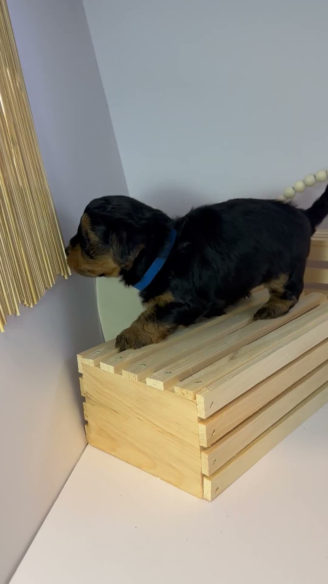 Mixed Breed dogs for sale: Prince - Video 1