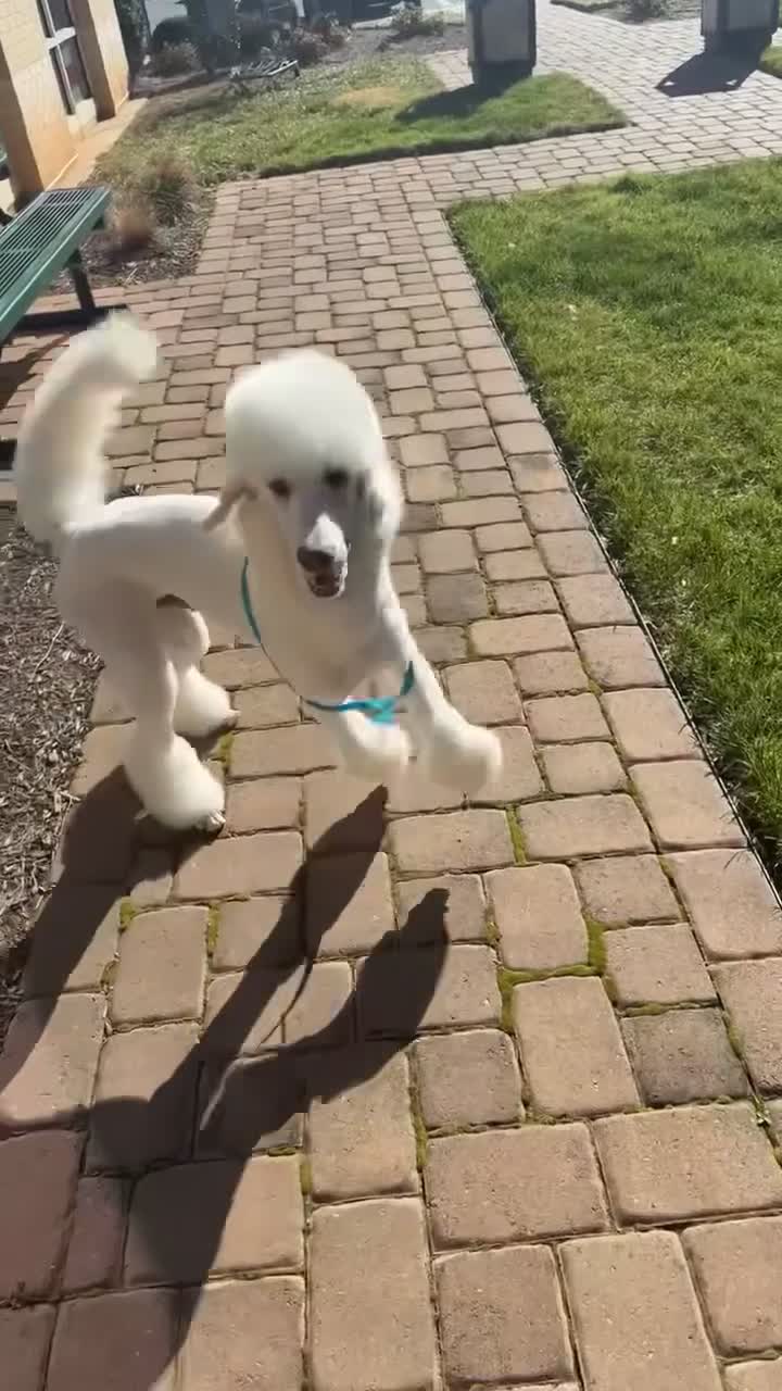 Standard Poodle dogs for sale: Buck - Video 1