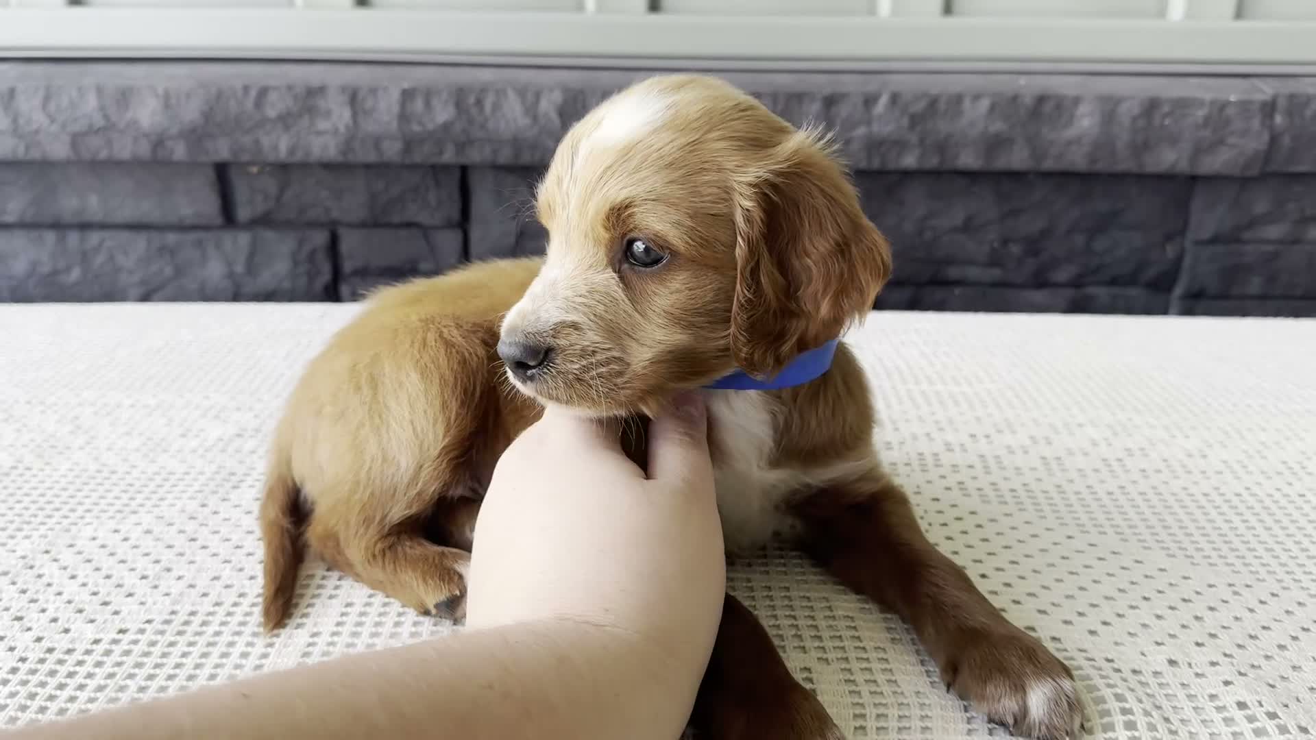 Mixed Breed dogs for sale: Waldo - Video 1