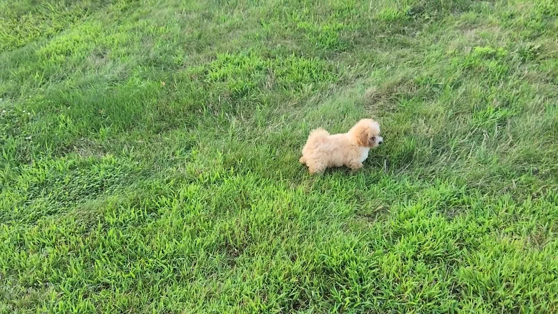 Havapoo dogs for sale: Avery - Video 1