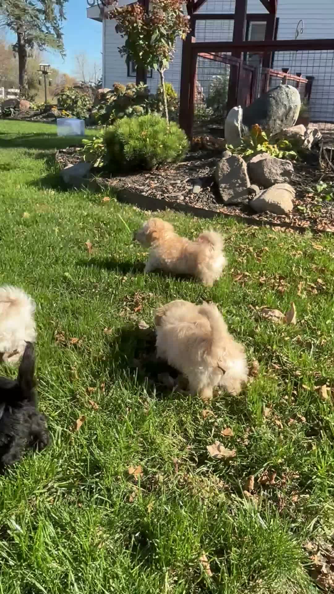 Maltipoo dogs for sale: Koby - Video 1