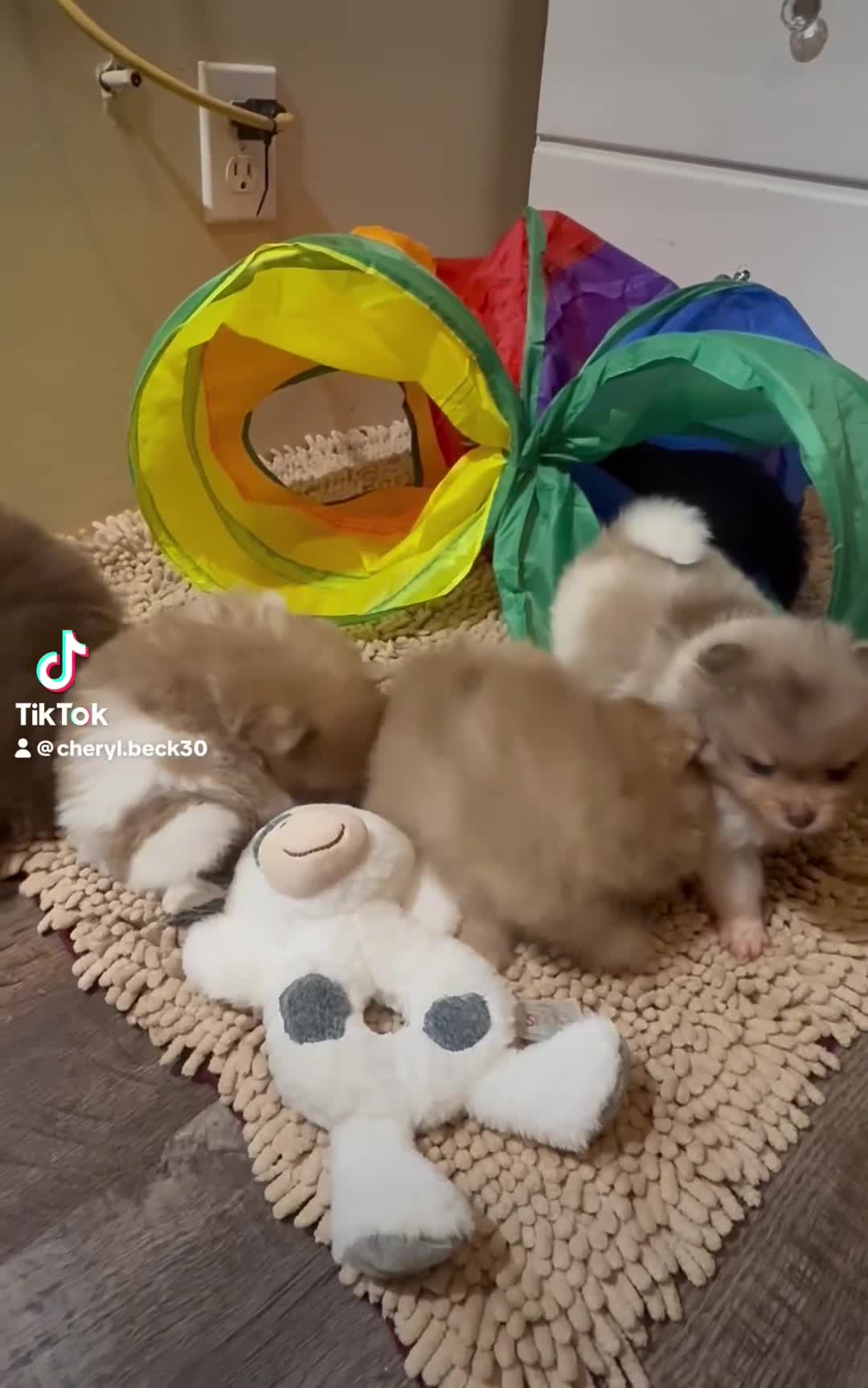 Pomeranian dogs for sale: #2 - Video 1