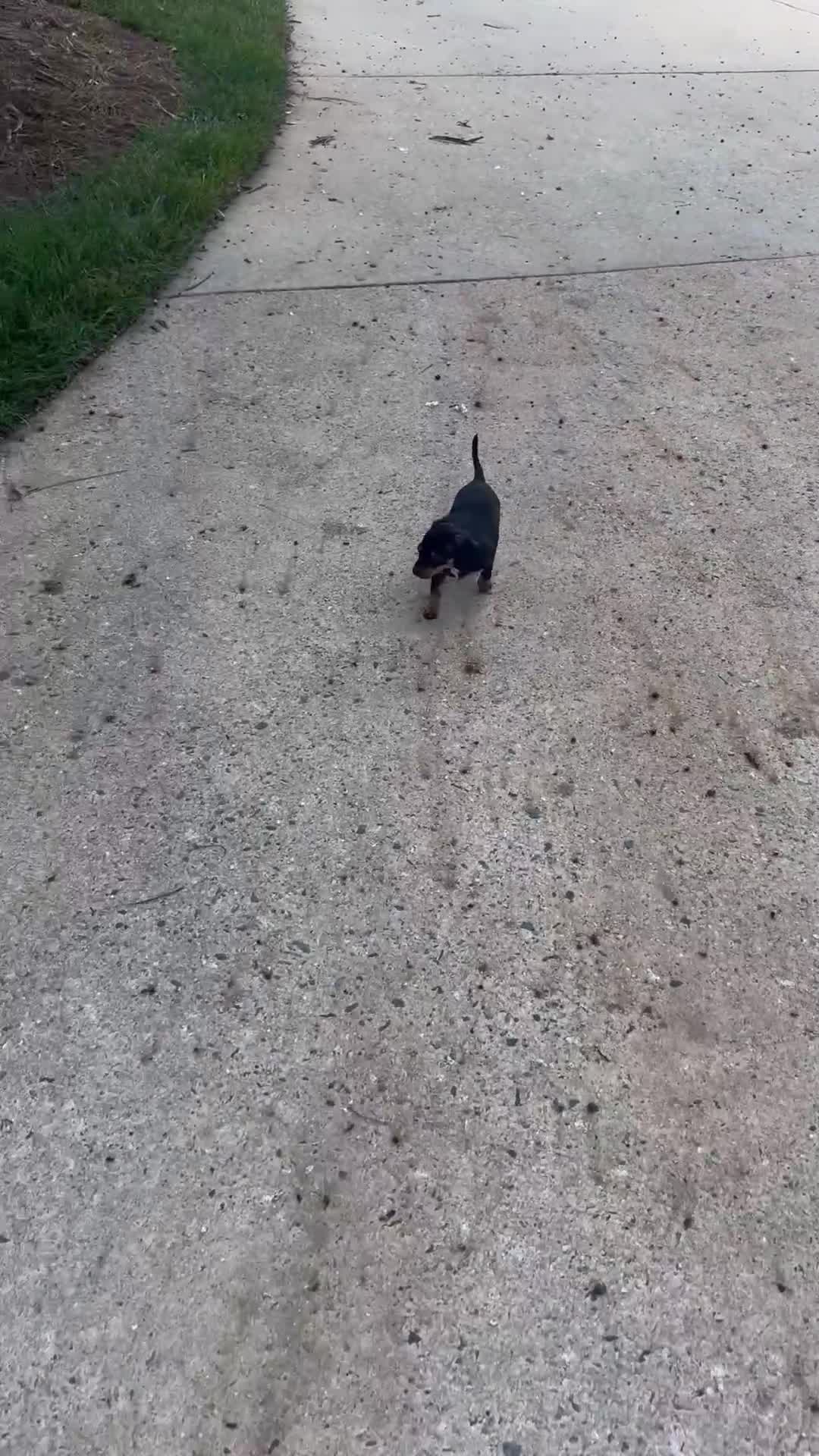 Chiweenie dogs for sale: Dora - Video 2