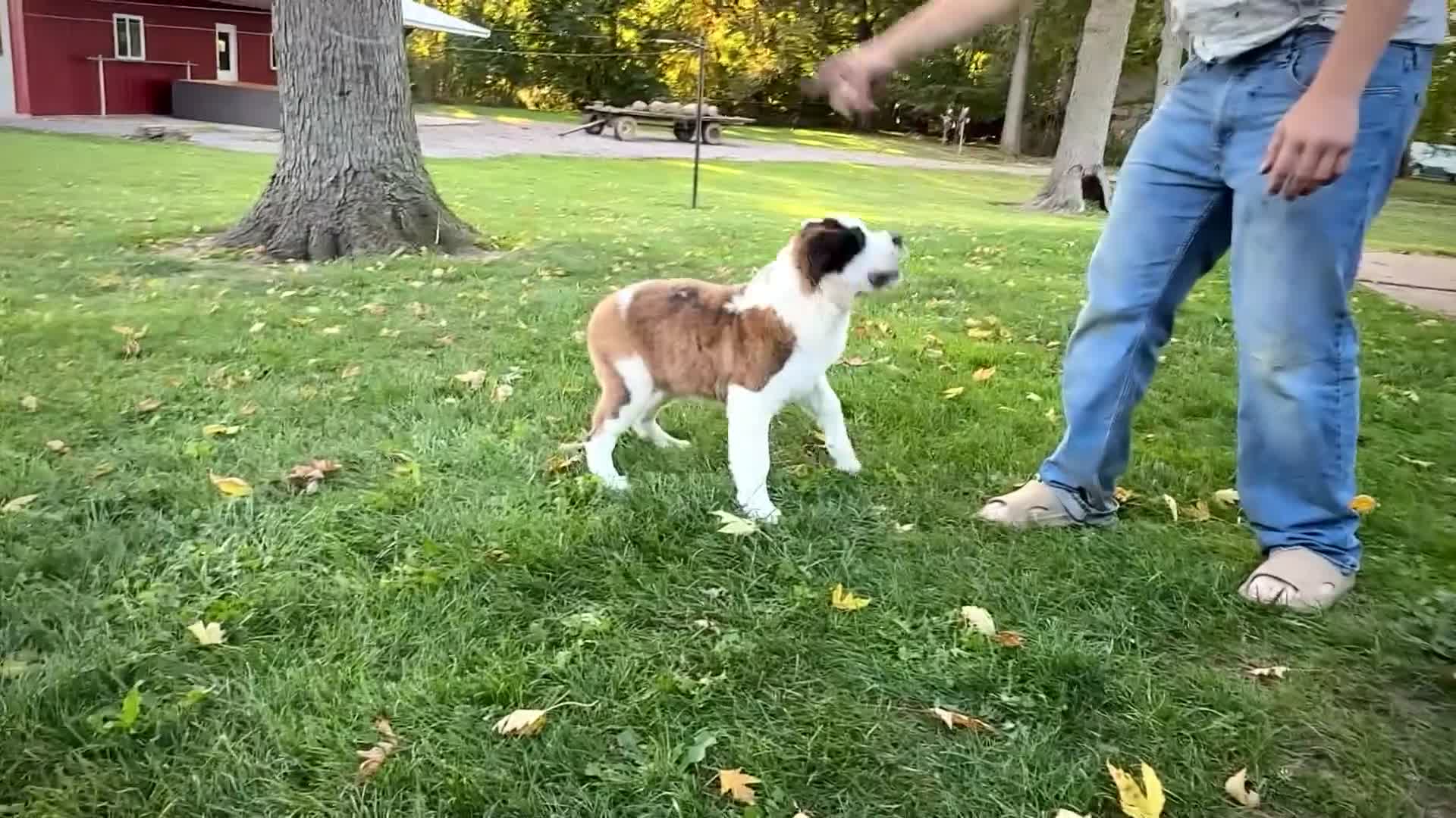 Saint Bernard dogs for sale: Smarty - Video 1