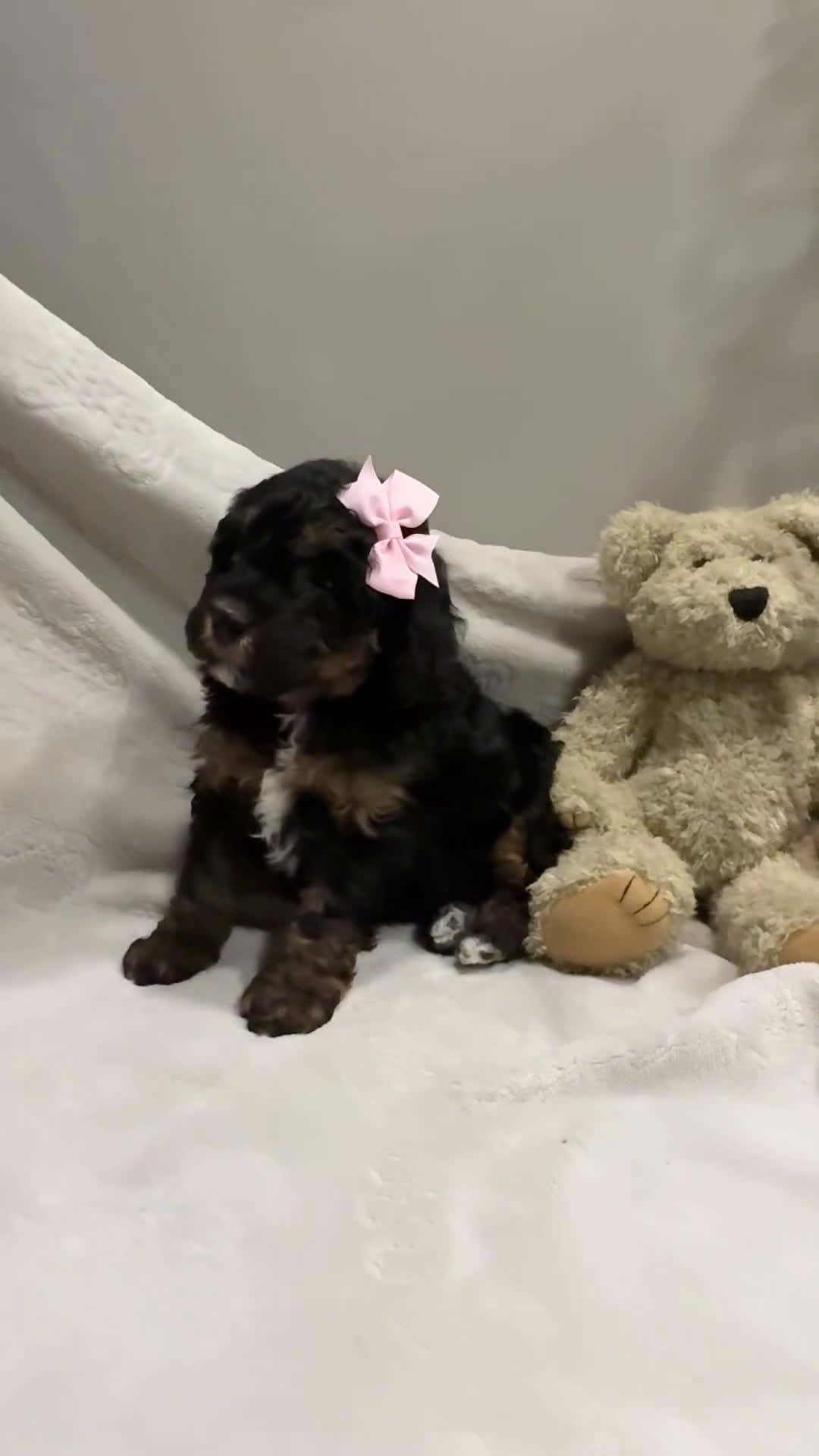 Cavapoo dogs for sale: Remi - Video 1