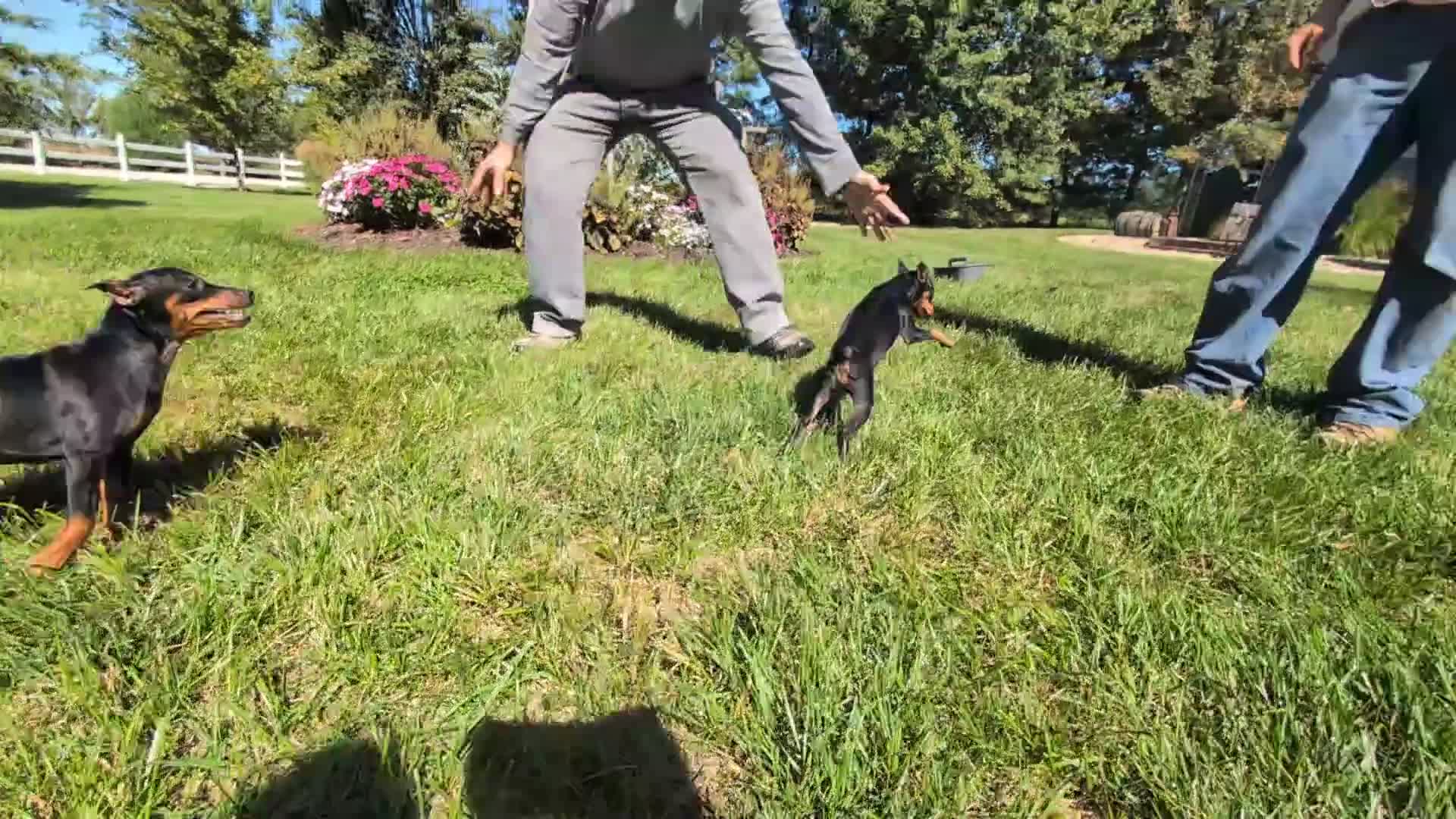 Miniature Pinscher dogs for sale: Flash - Video 1
