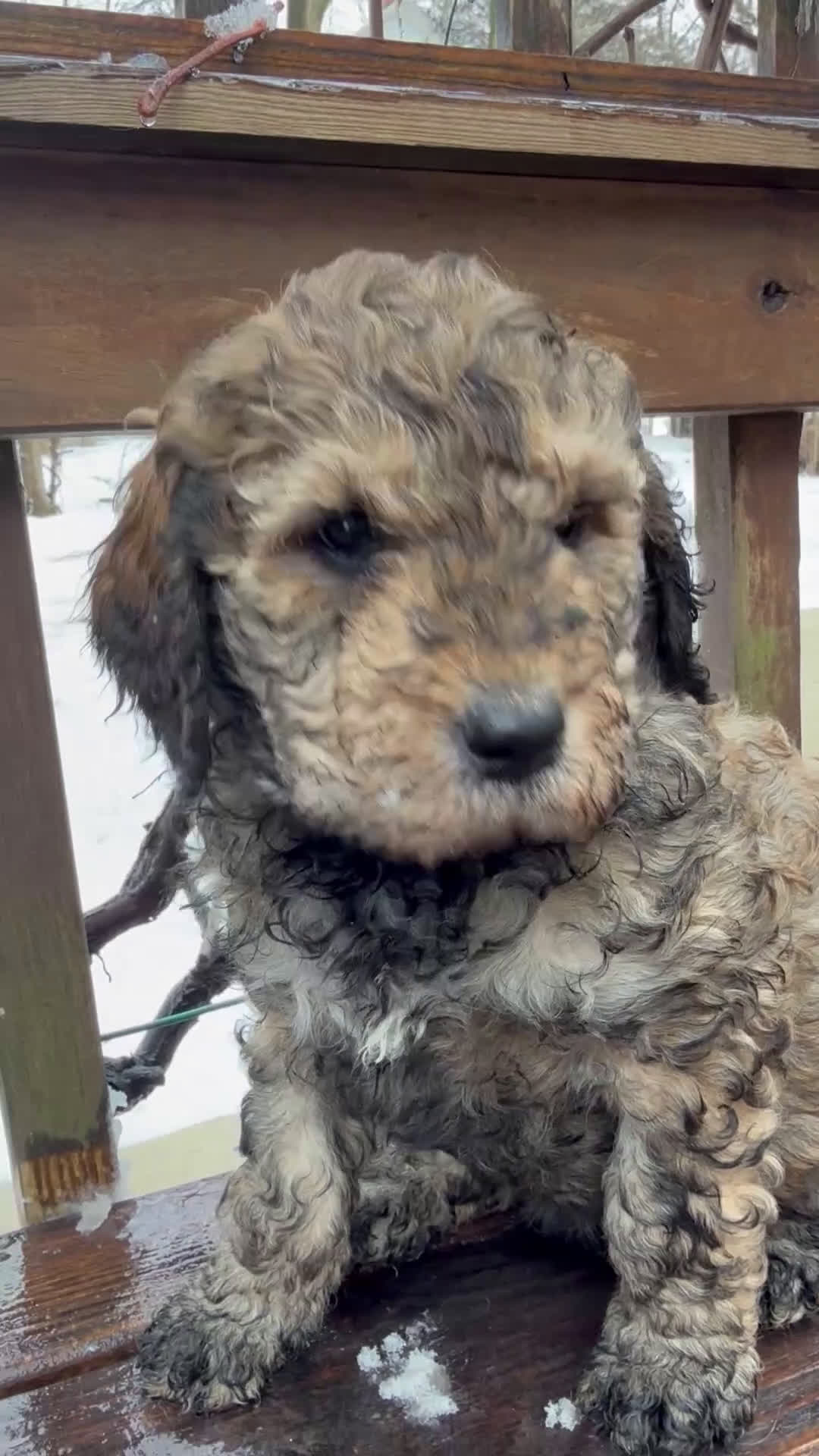 Goldendoodle dogs for sale: Coal - Video 2