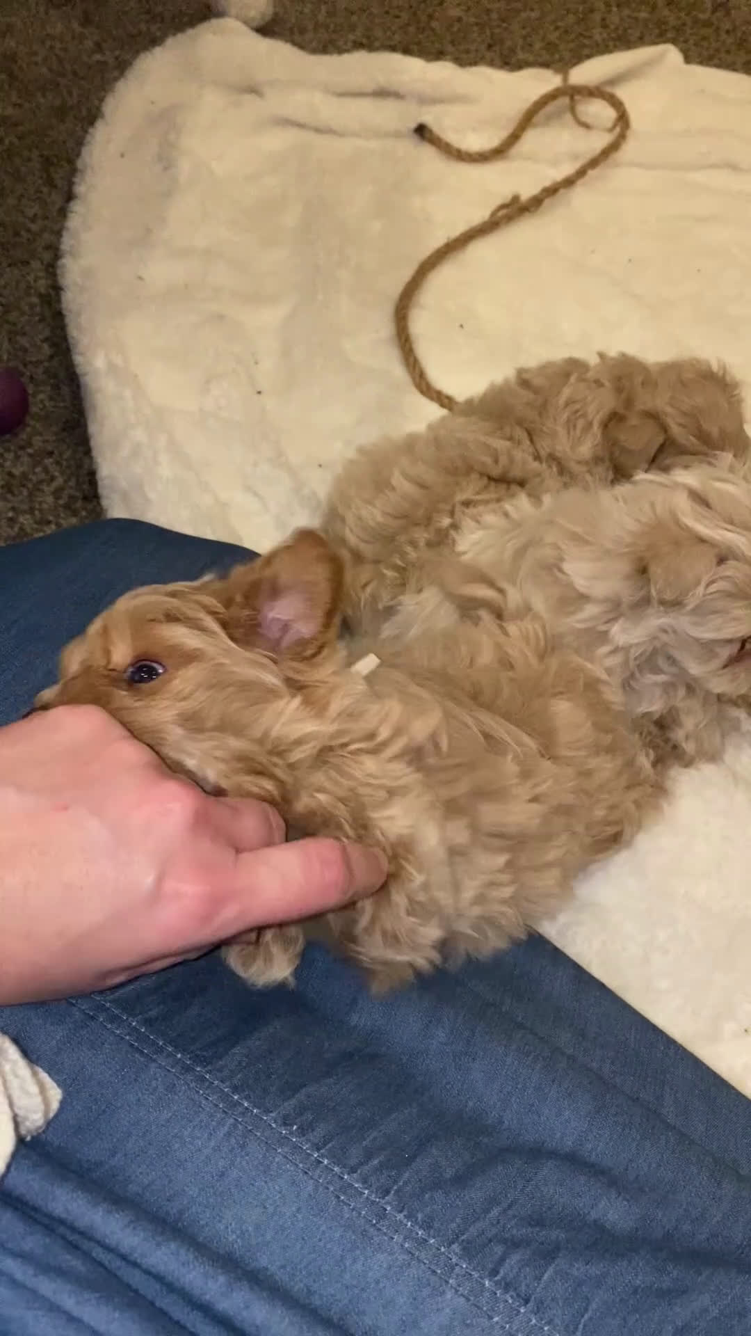 Maltipoo dogs for sale: ♥️LITTLE LOTTIE ♥️ - Video 1