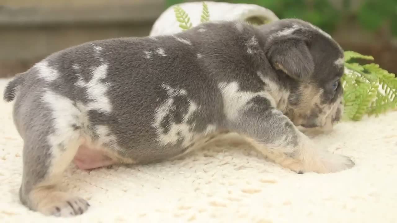French Bulldog dogs for sale: Sawyer French Bulldog  - Video 1