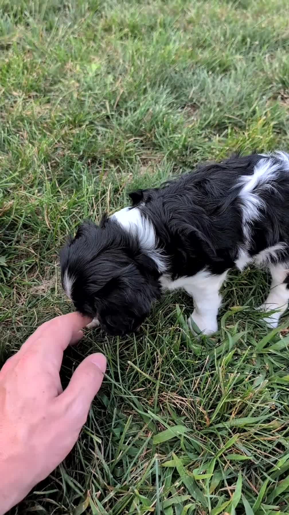 Cavalier King Charles Spaniel dogs for sale: Luna - Video 1