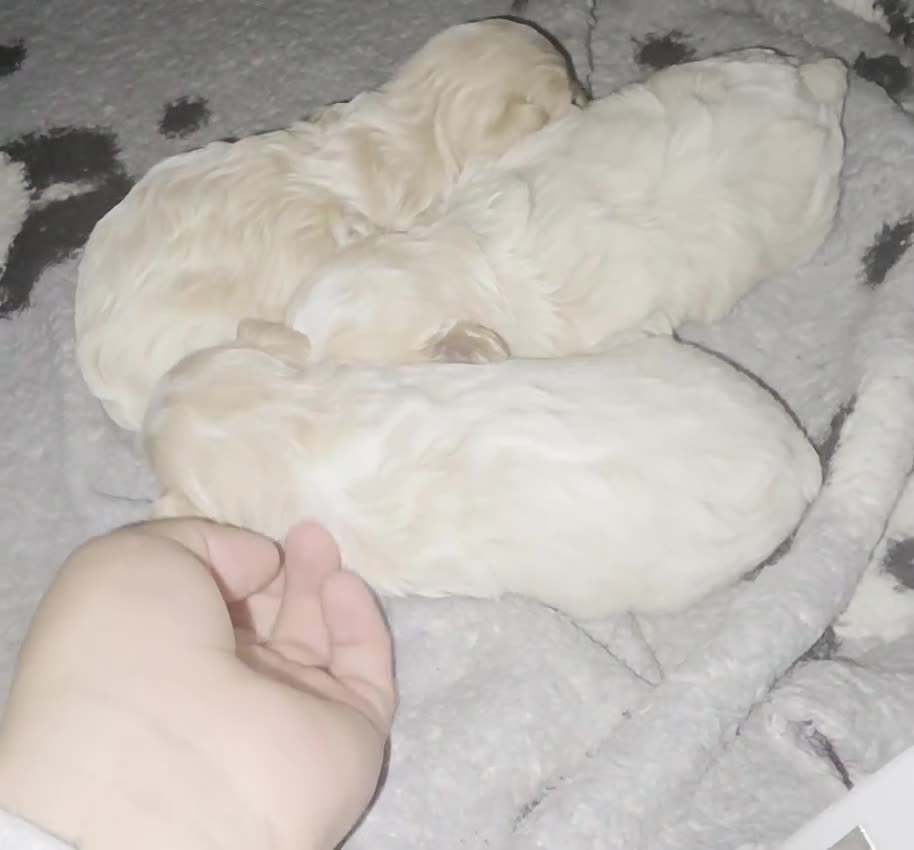 Maltipoo dogs for sale: Maltipoo Tony - Video 1