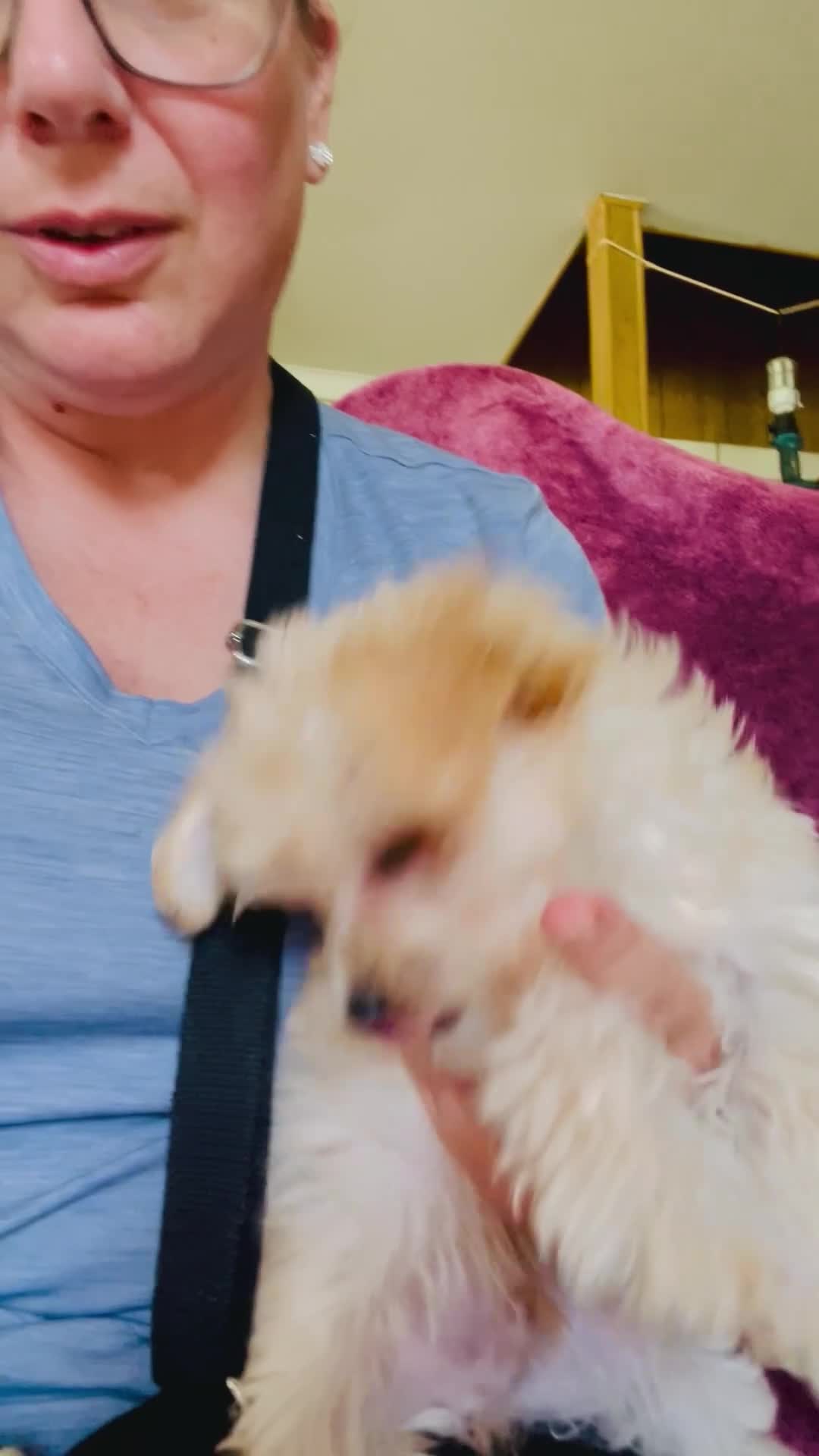 Yochon dogs for sale: Sammy - Video 1