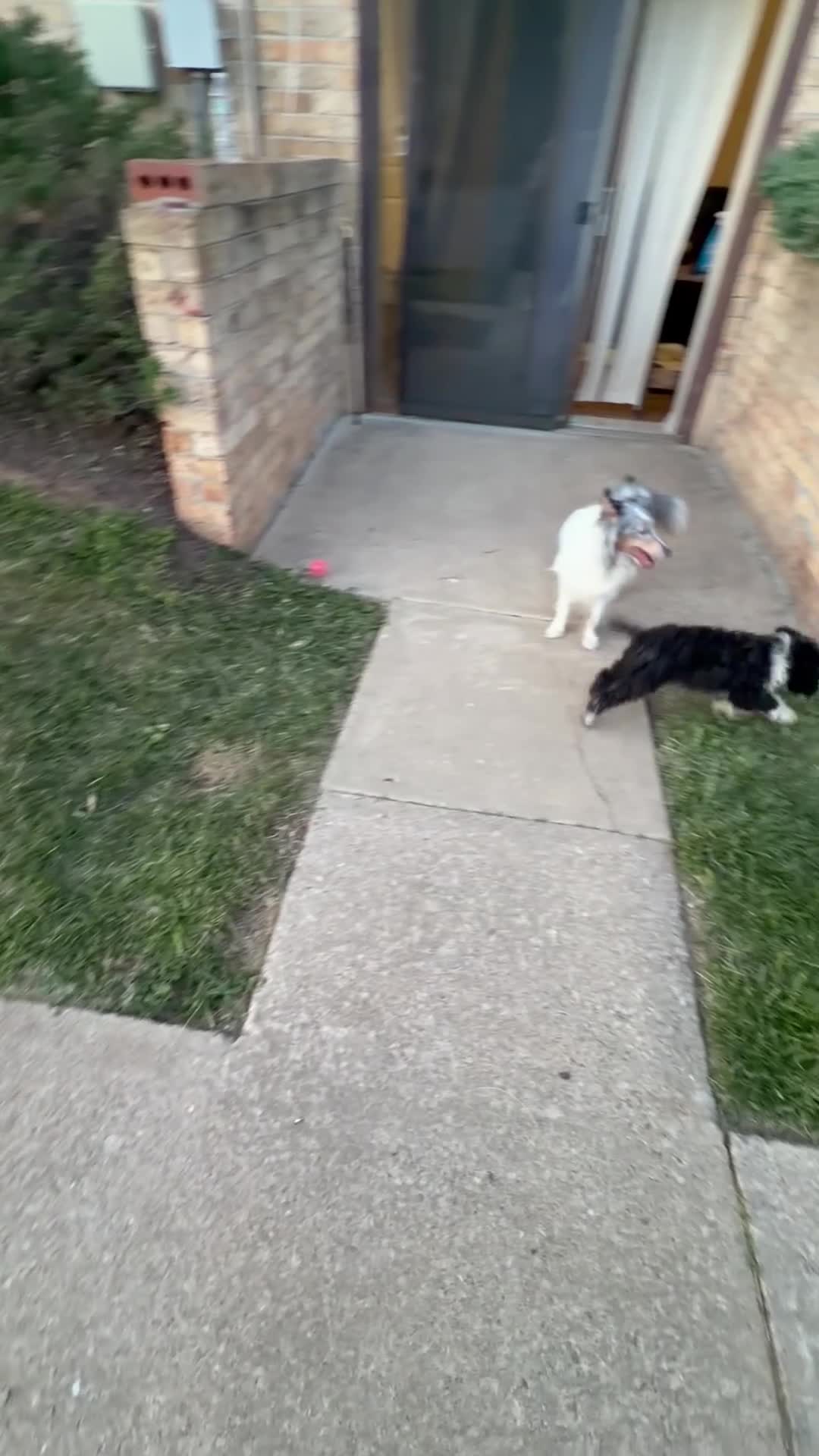 Sheltiedoodle dogs for sale: Shadow - Video 1