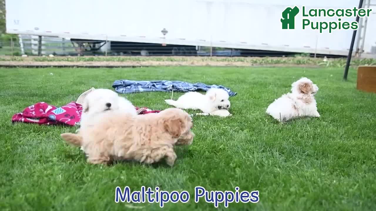 Maltipoo dogs for sale: Alvin - Video 1