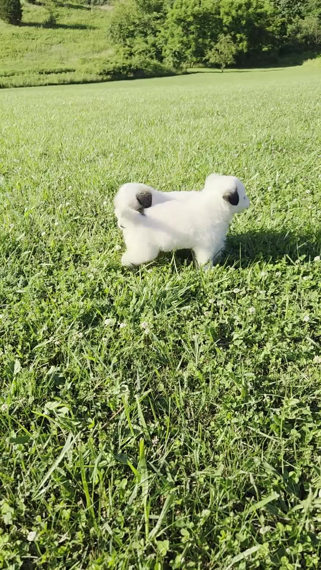 Great Pyrenees dogs for sale: Patrick - Video 2
