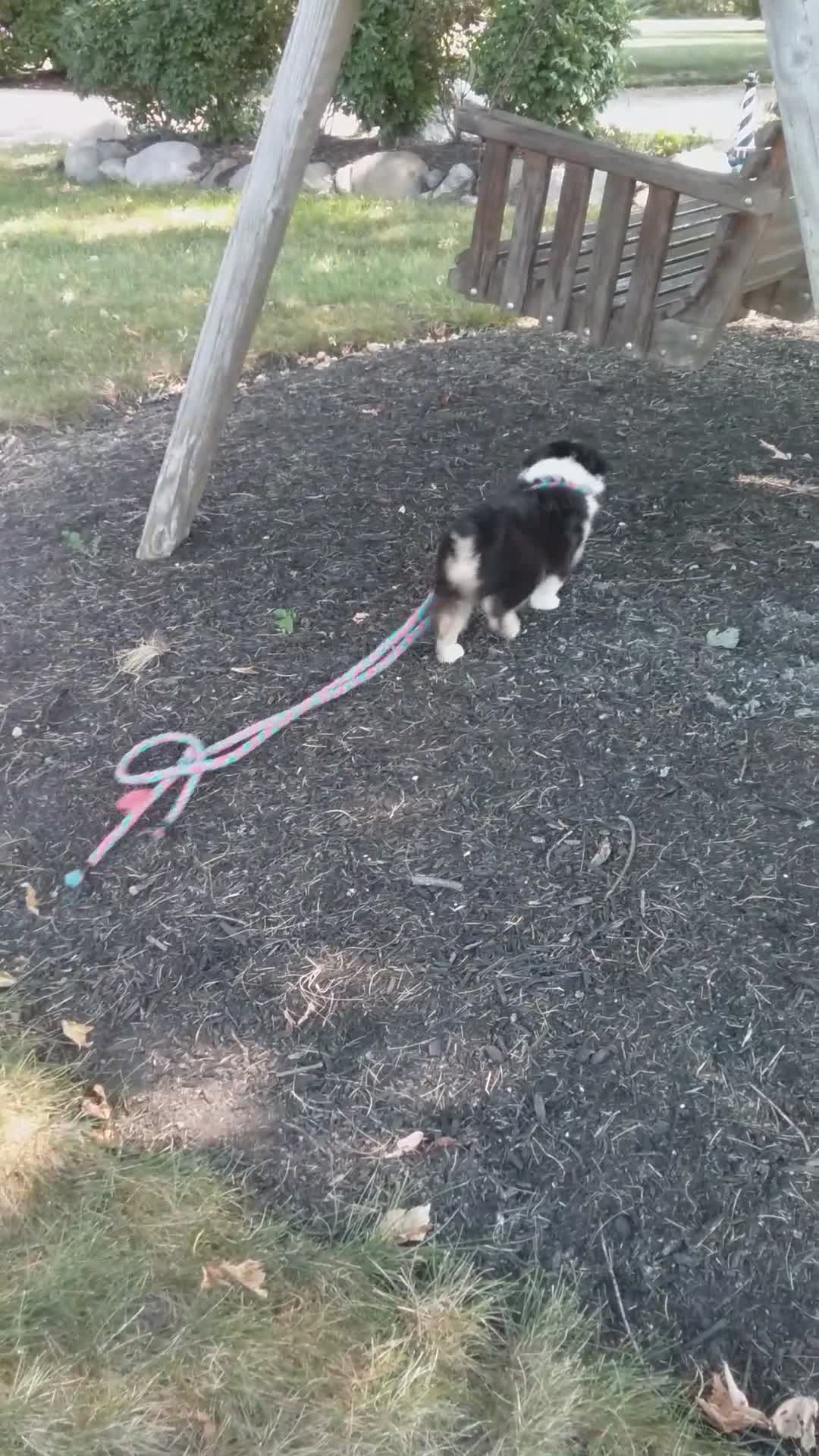 Miniature Australian Shepherd dogs for sale: Rascal - Video 1