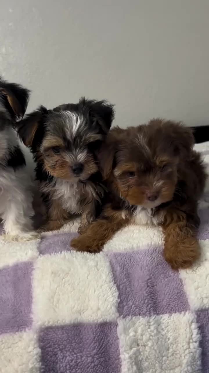 Yorkiepoo dogs for sale: Yorkiepoo Puppy 2 - Video 1