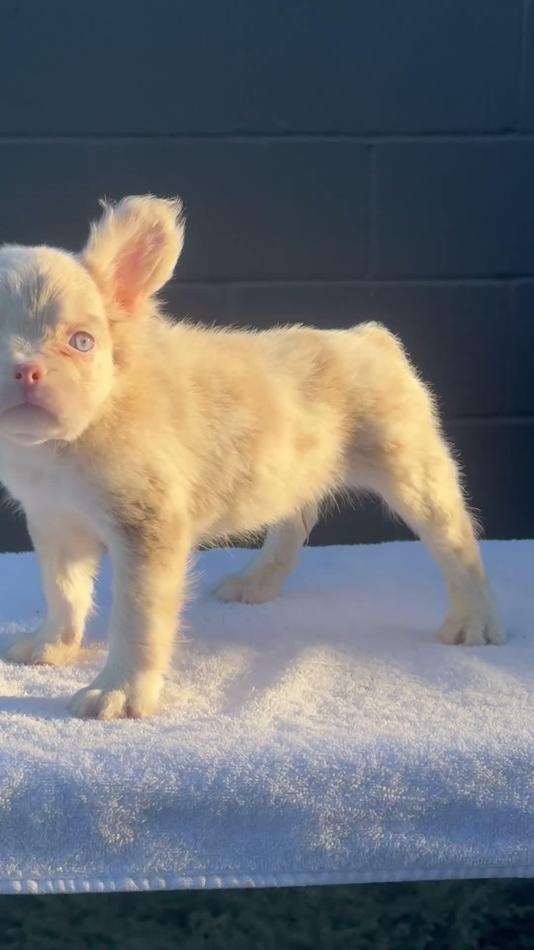 French Bulldog dogs for sale: Cheeto - Video 1