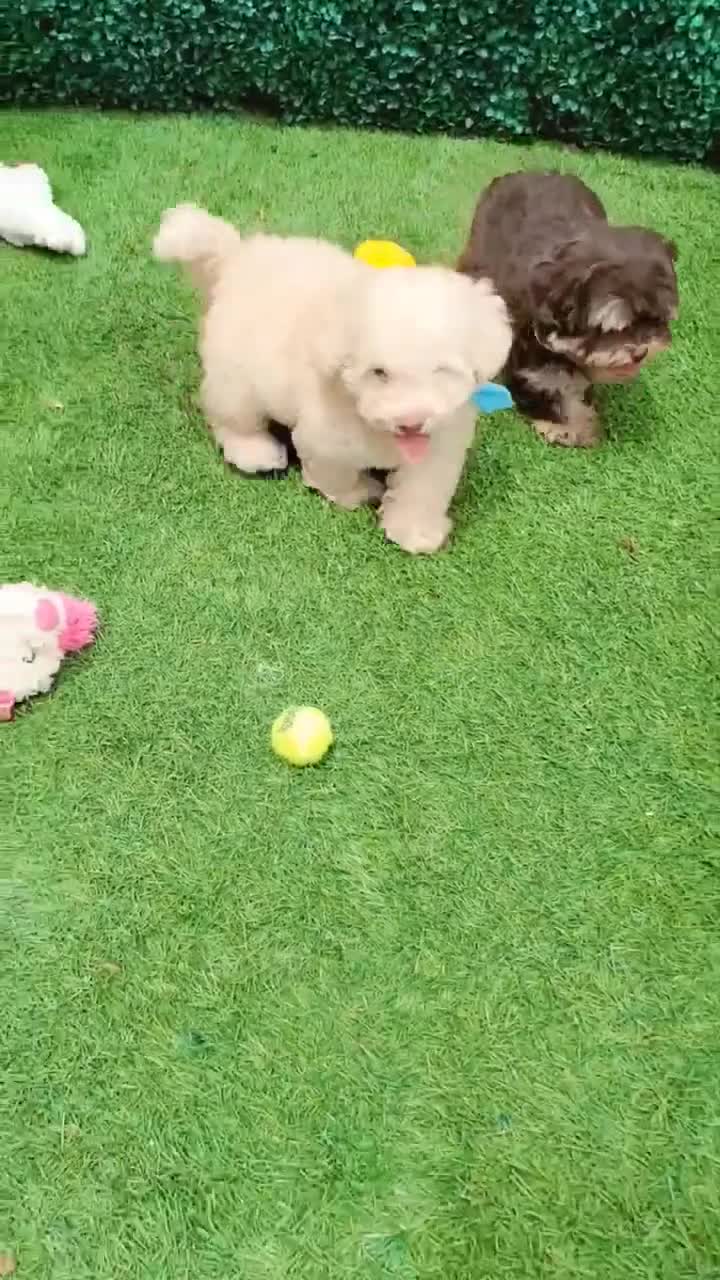 Maltipoo dogs for sale: GUCCI - Video 1