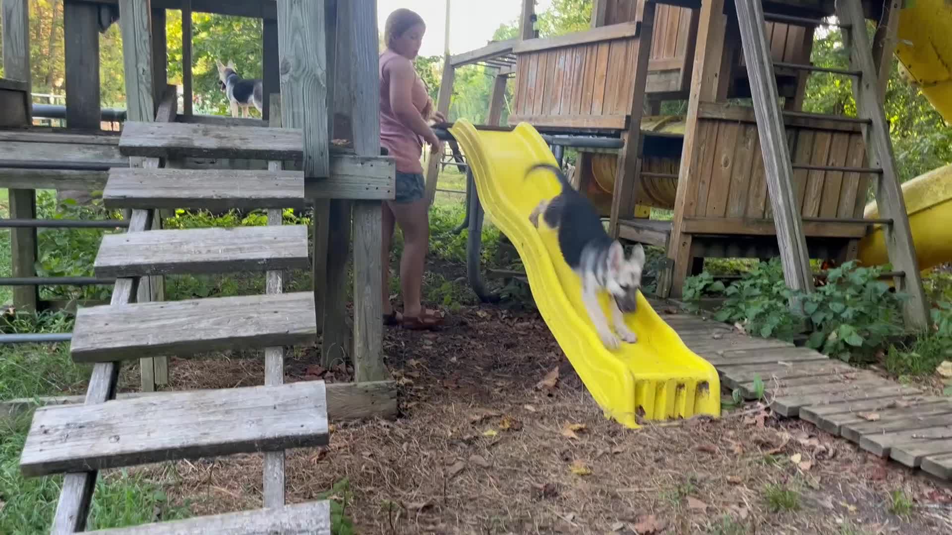 German Shepherd dogs for sale: Sandy - Video 2