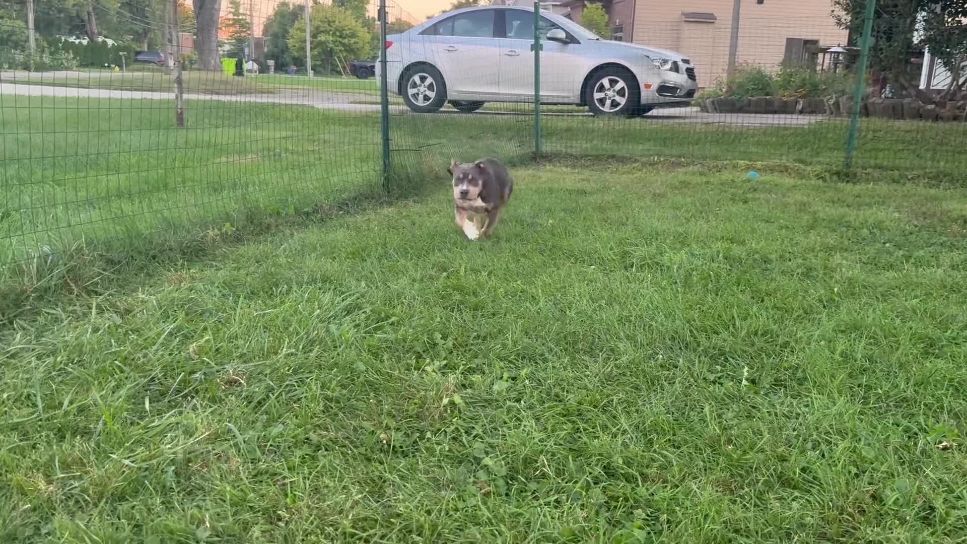 American Bully dogs for sale: Missy - Video 1