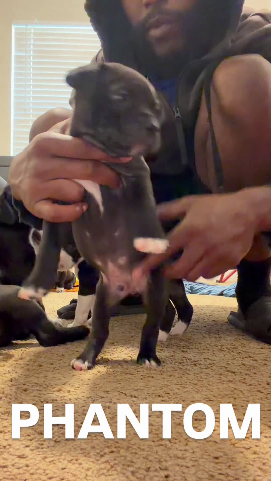 Mixed Breed dogs for sale: Mixed Breed Puppy 4 - Video 1