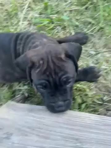 Mixed Breed dogs for sale: Mixed Breed 1 - Video 1