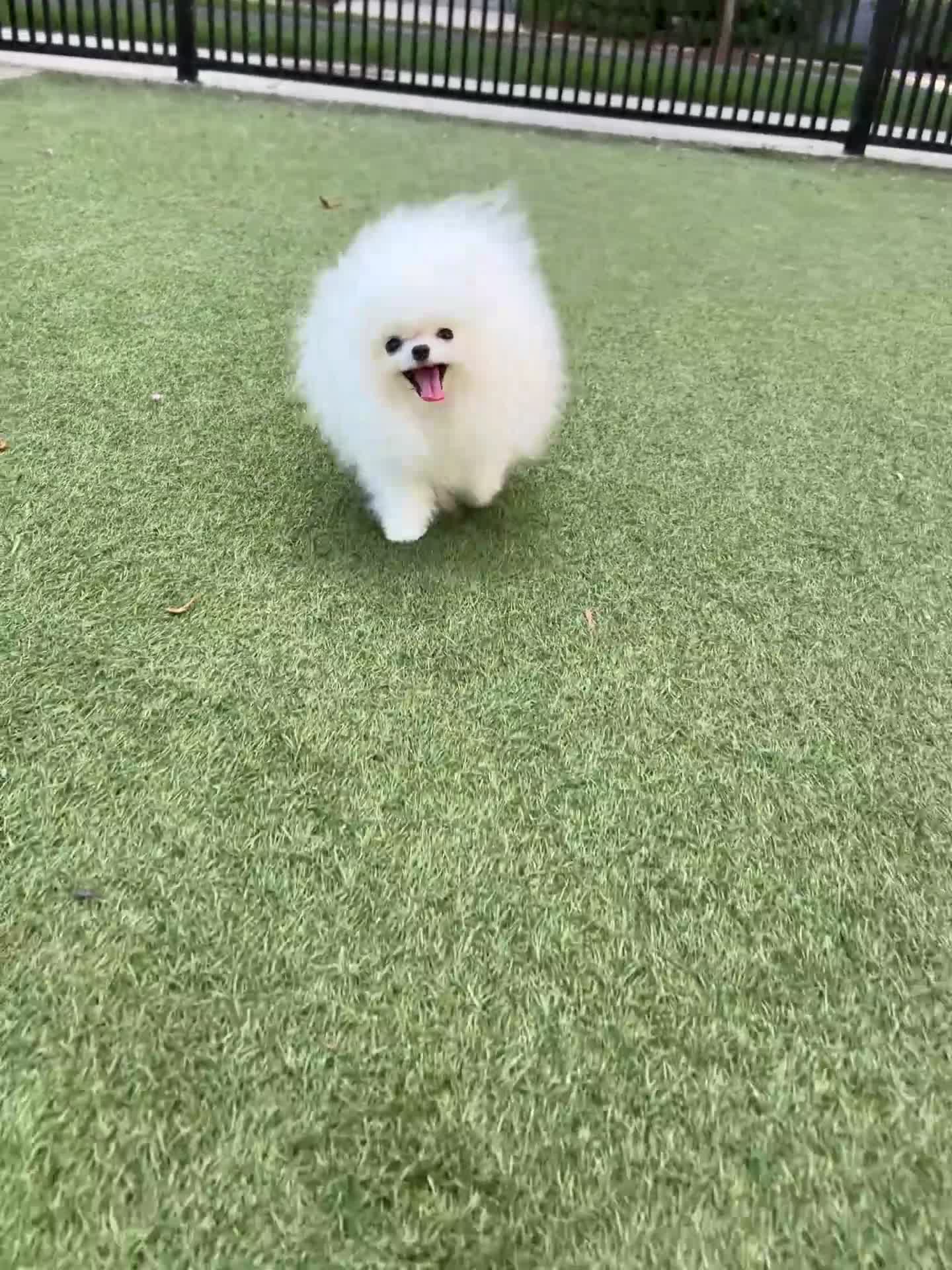 Pomeranian dogs for sale: Pomeranian 1 - Video 1