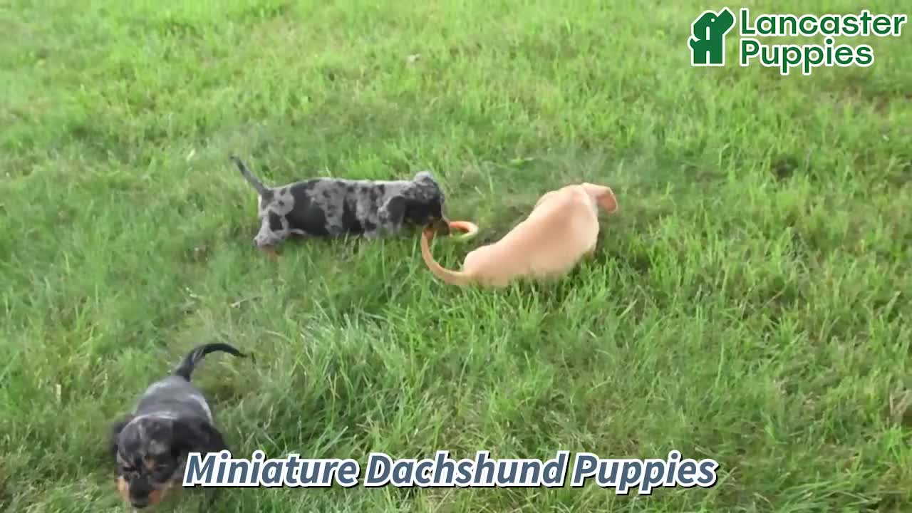 Miniature Dachshund dogs for sale: Titus - Video 1