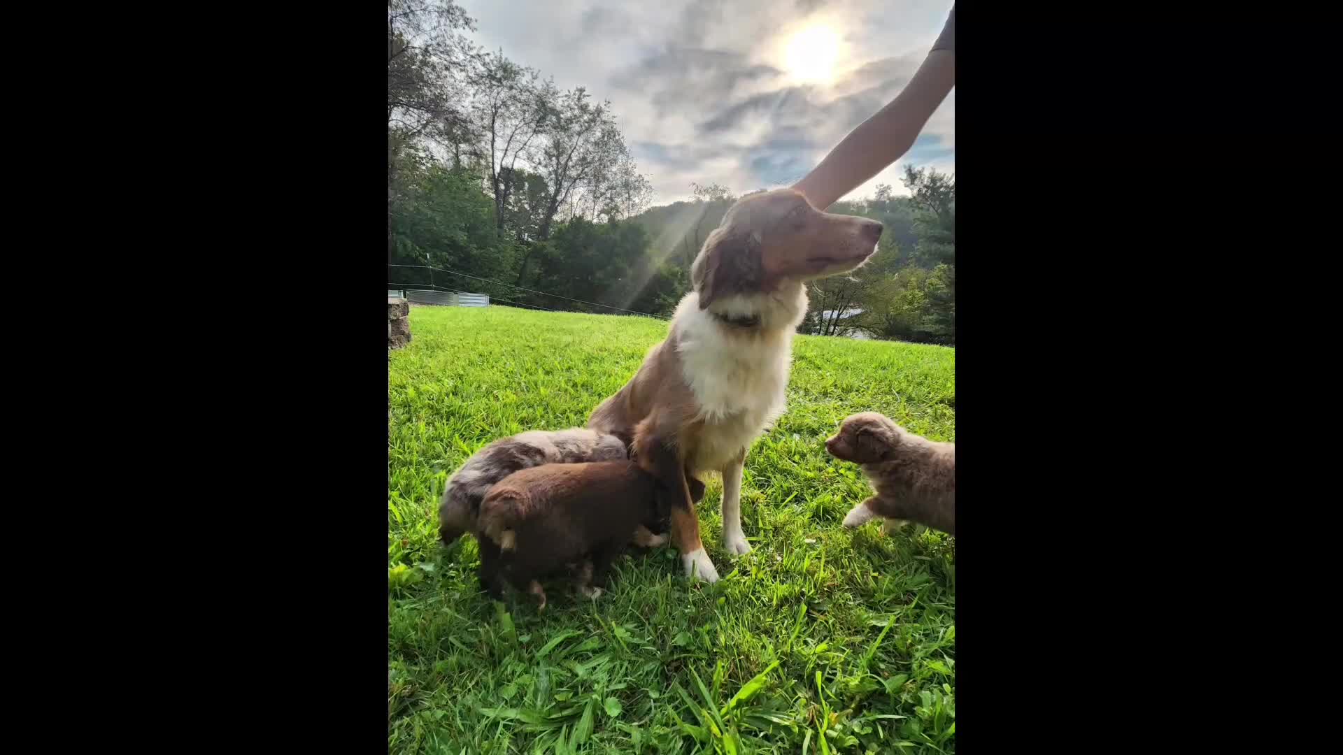 Miniature Australian Shepherd dogs for sale: Rosa - Video 2