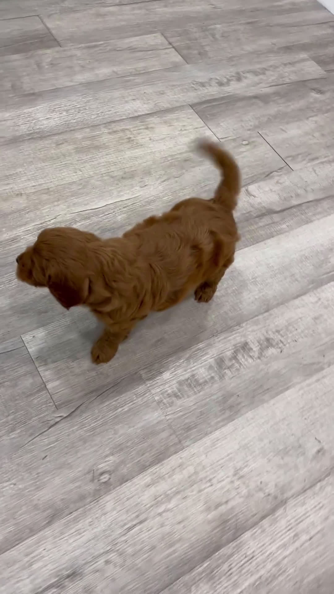 Mini Goldendoodle dogs for sale: Rover - Video 1