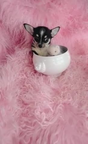 Chihuahua dogs for sale: Chihuahua Puppy 1 - Video 2
