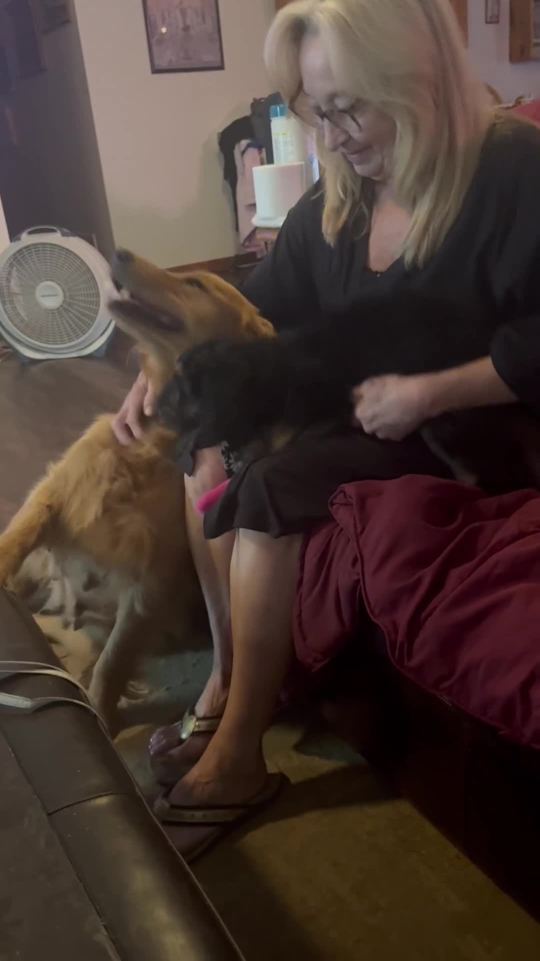 Goldendoodle dogs for sale: Purple - Video 1