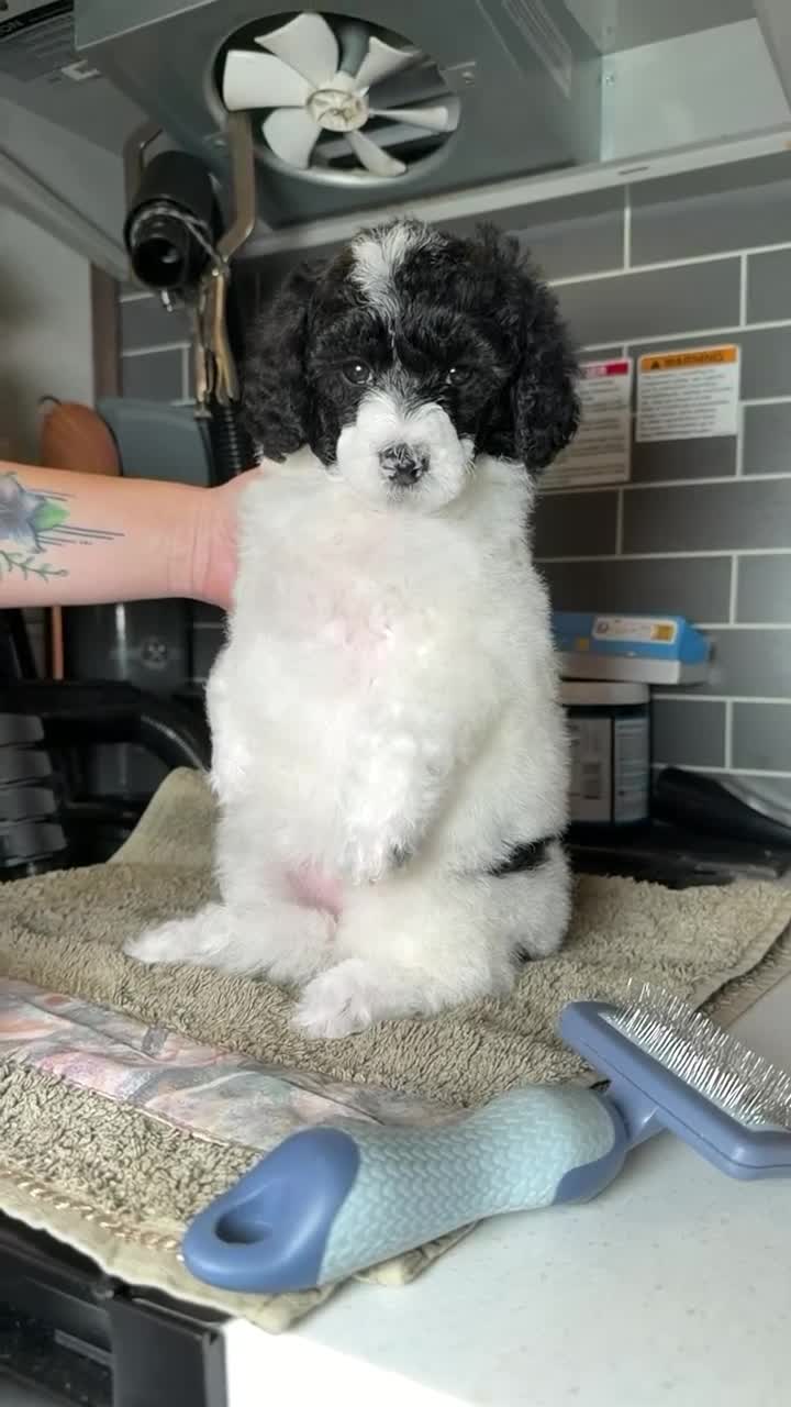 Miniature Poodle dogs for sale: Miniature Poodle Purple - Video 1