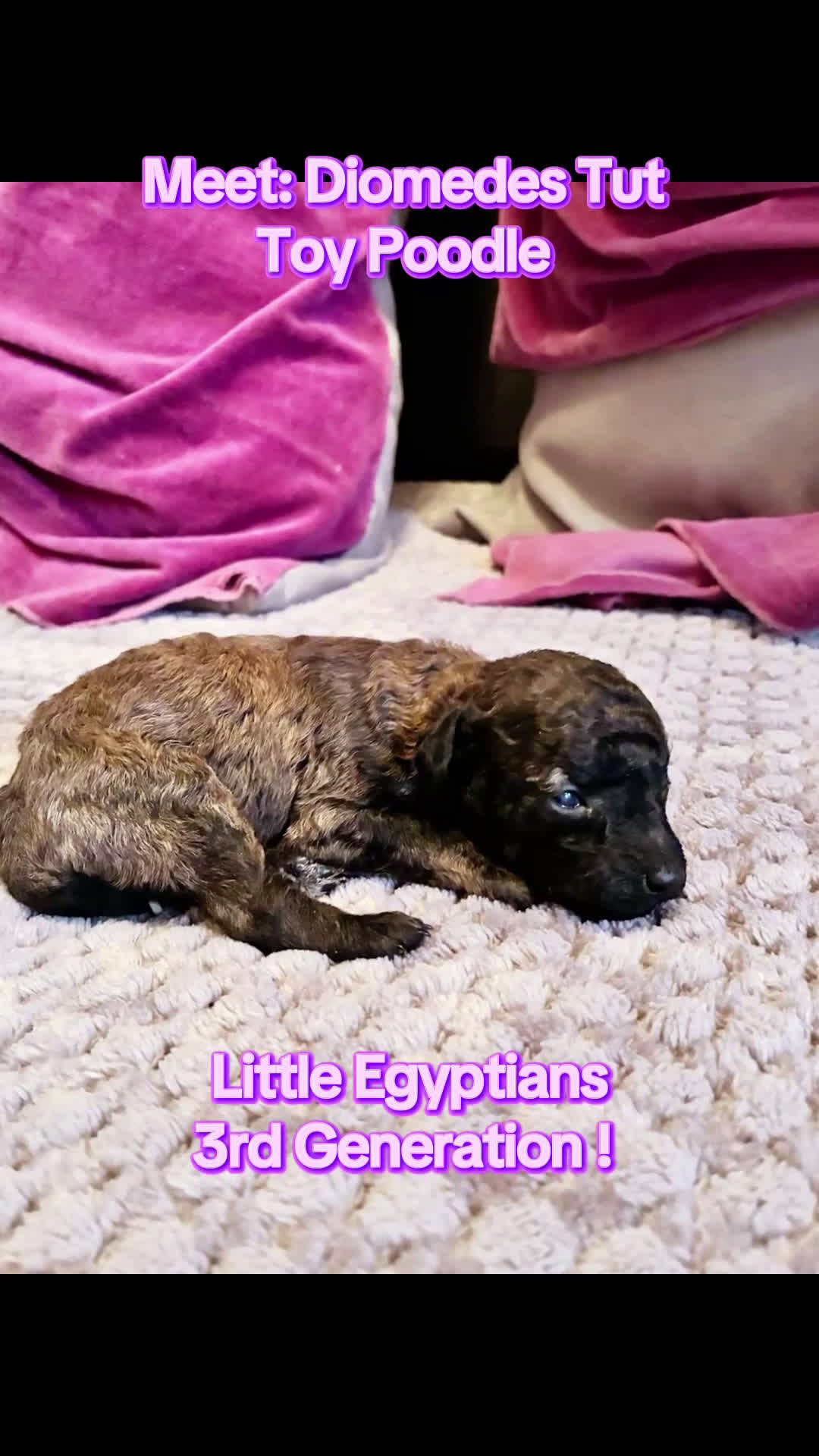 Toy Poodle dogs for sale: Diomedes Toy Poodle Puppy 4 - Video 1