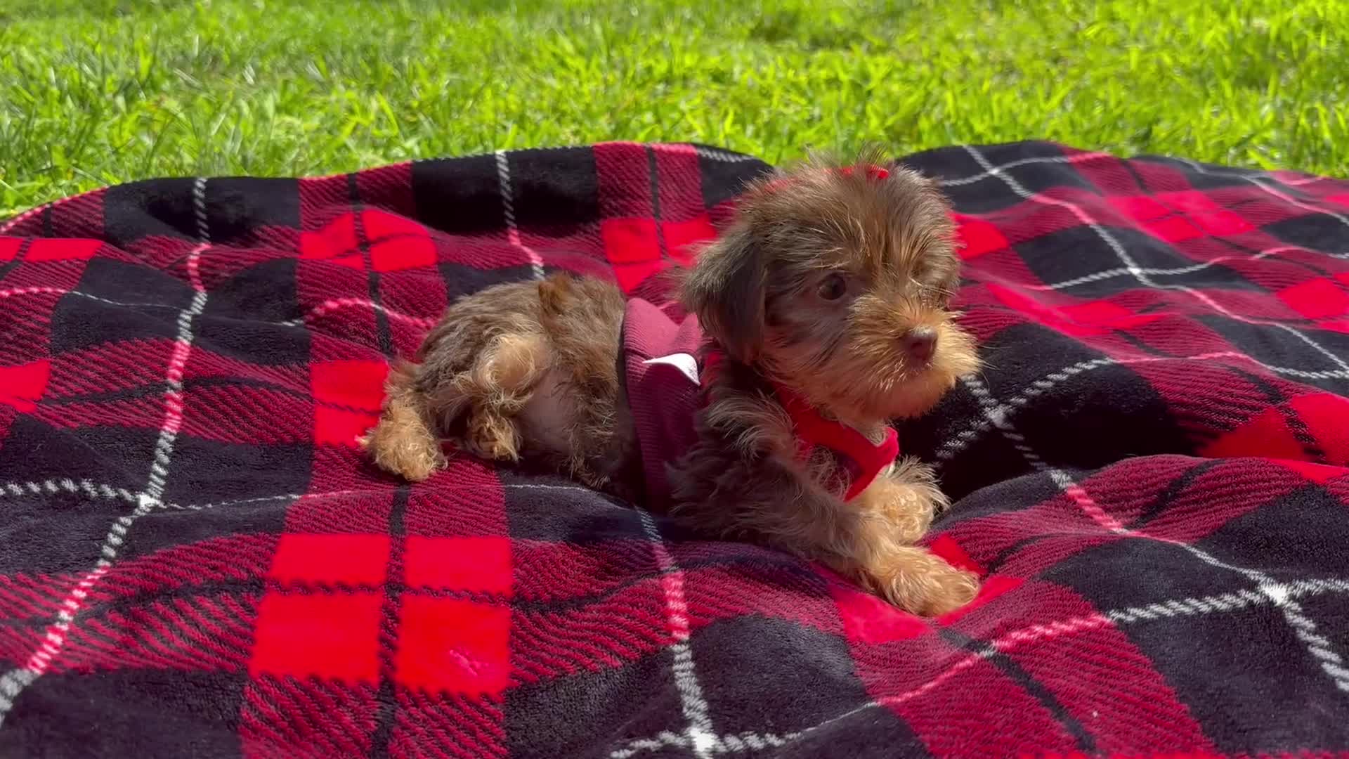 Yorkshire Terrier dogs for sale: Yorkshire Terrier 1 - Video 2