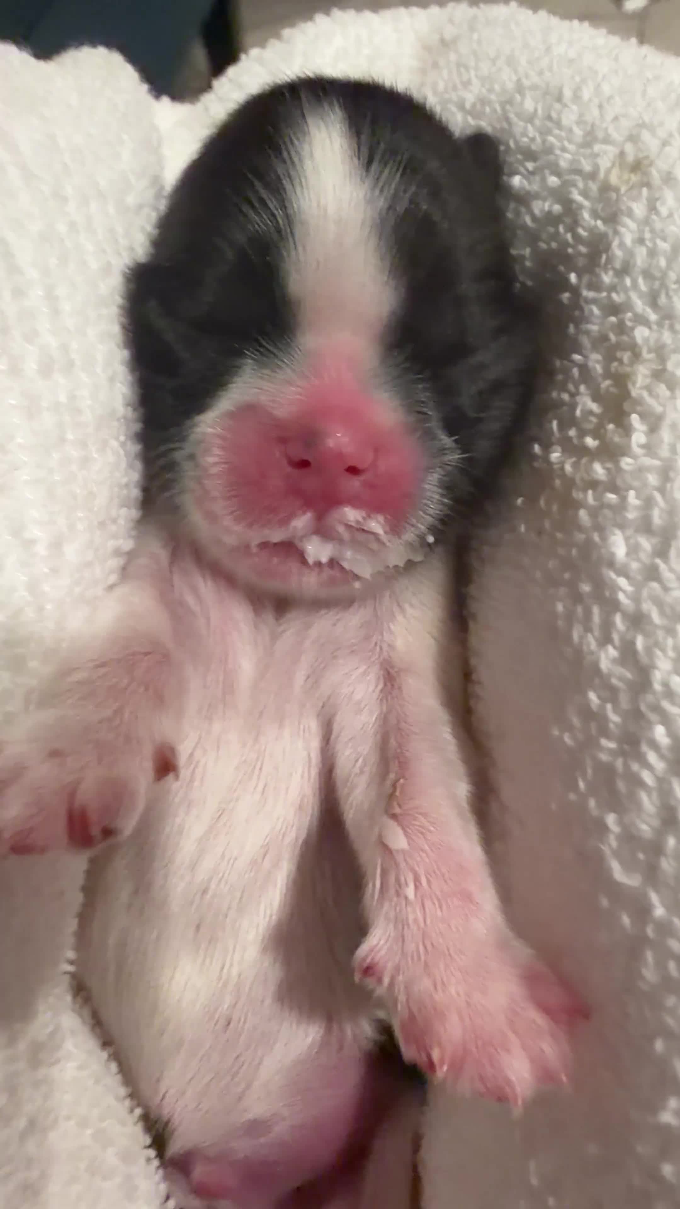 Shih Tzu dogs for sale: Coby  - Video 1