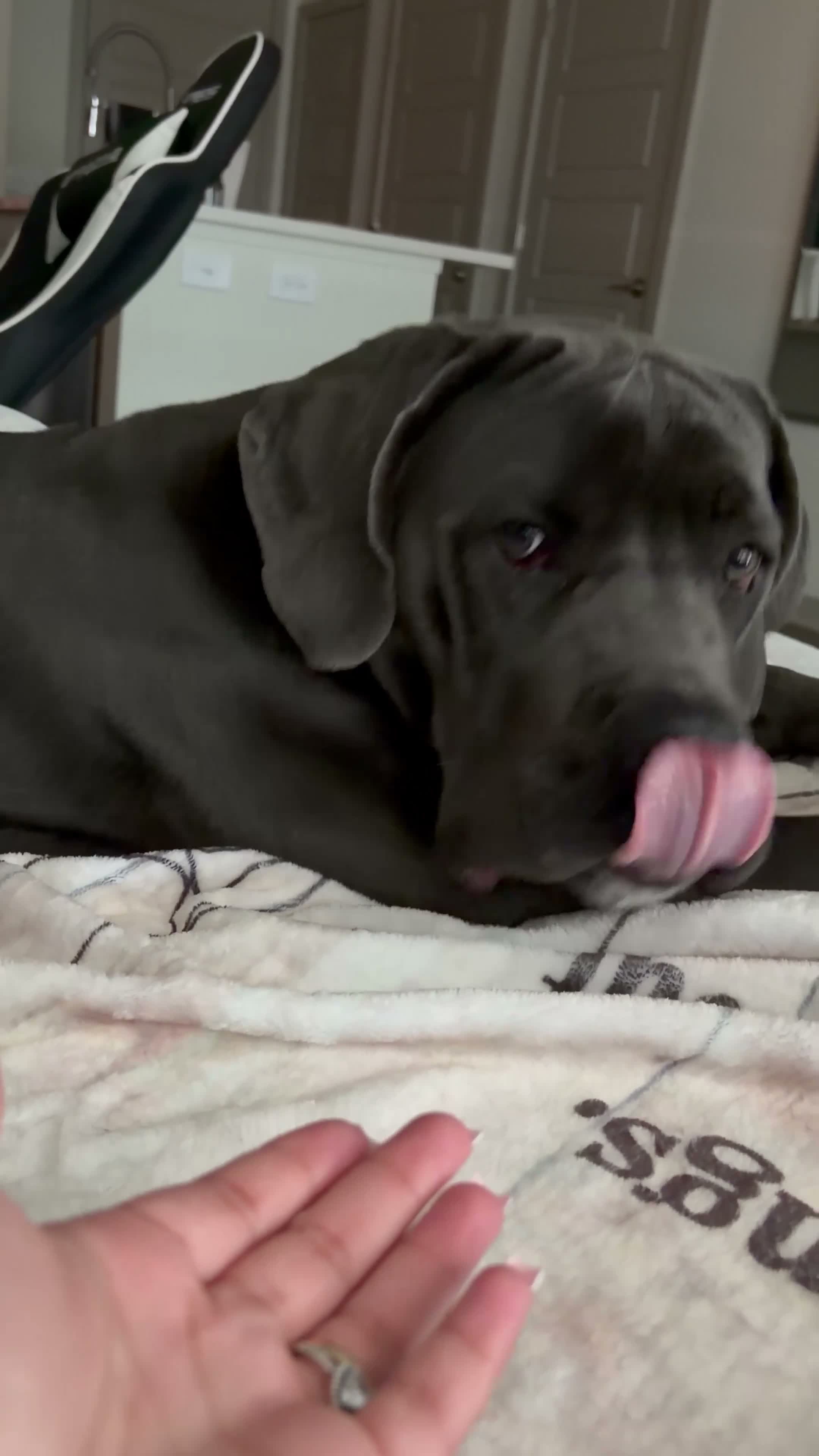 Mixed Breed dogs for sale: Ghost - Video 1