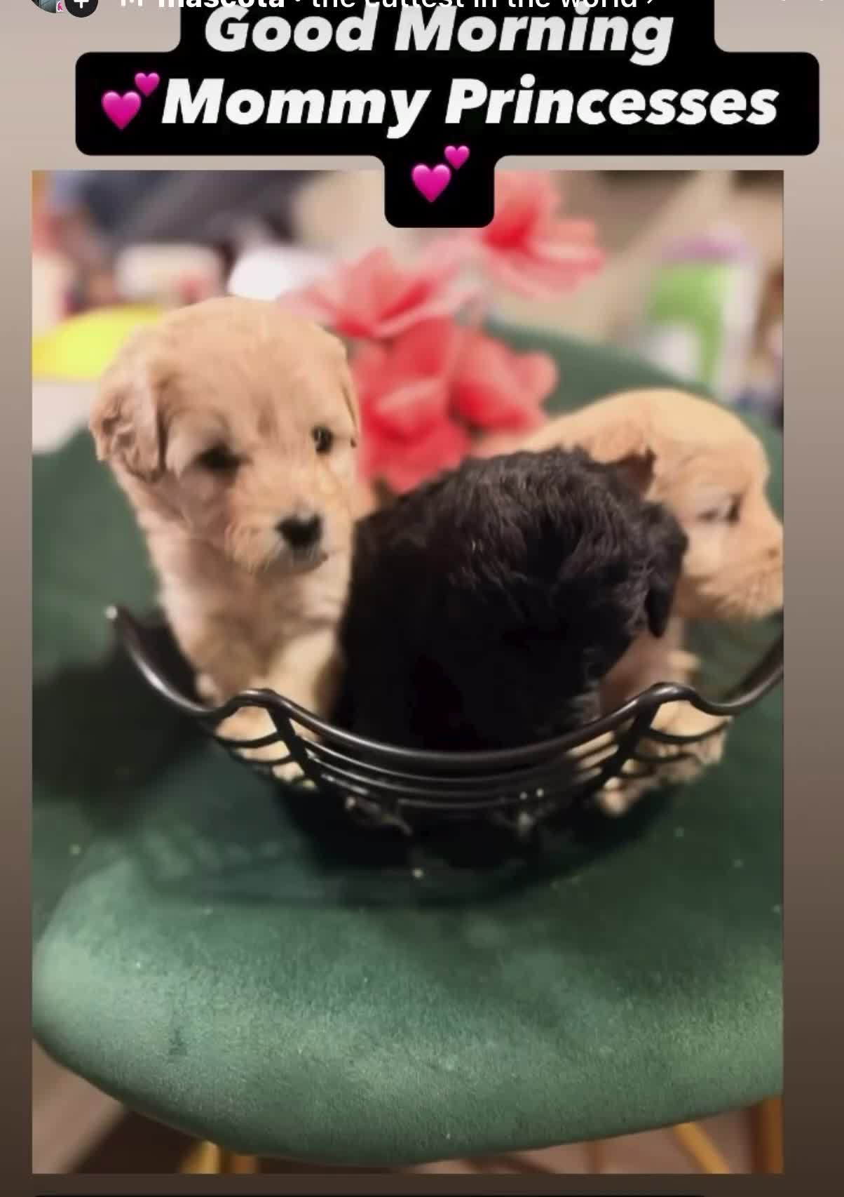 Goldendoodle dogs for sale: Goldendoodle 3 - Video 1