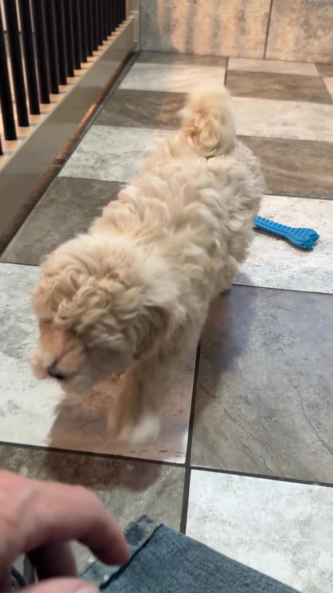 Maltipoo dogs for sale: Dylan - Video 1
