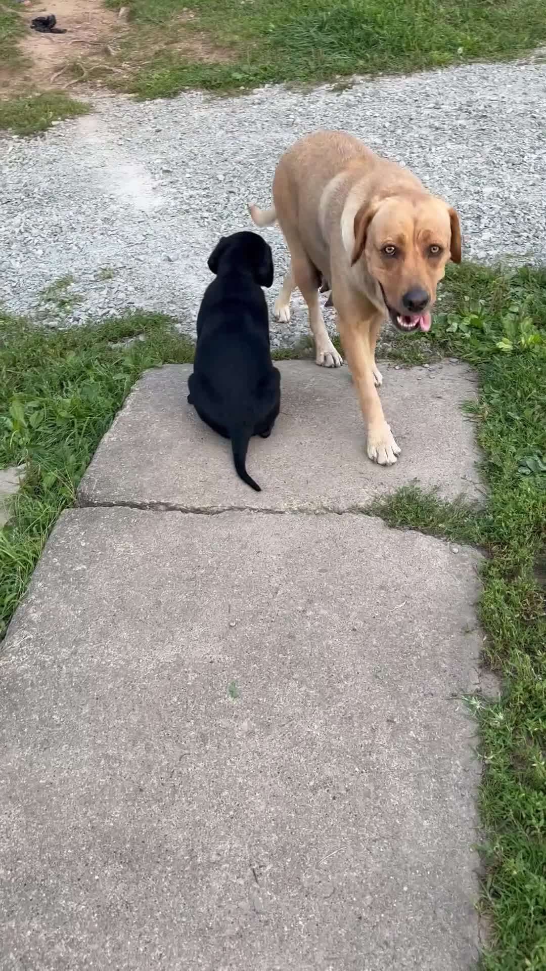 Labrador Retriever dogs for sale: Labrador Retriever 1 - Video 1